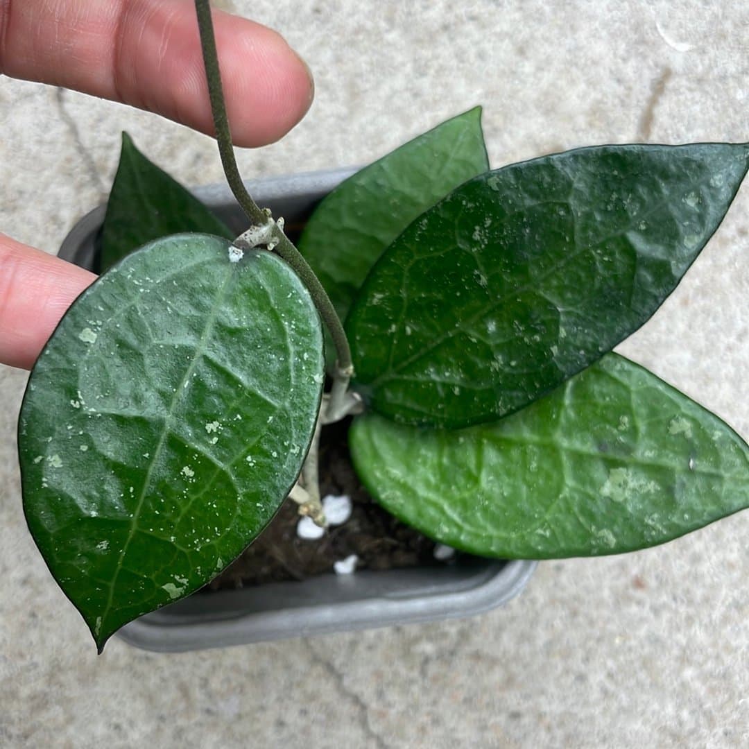 Hoya parastica Black Margine