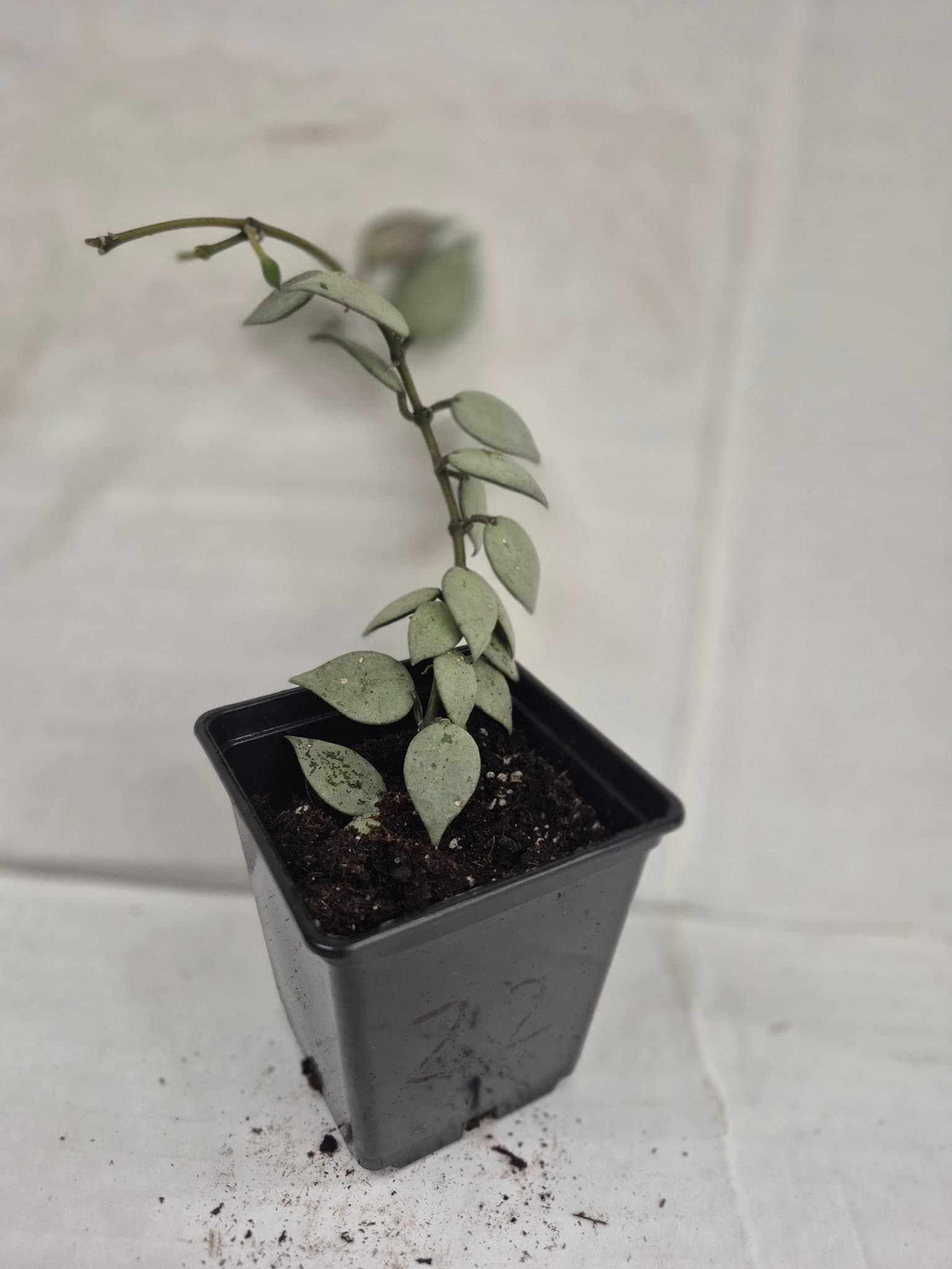 Hoya 'Eskimo