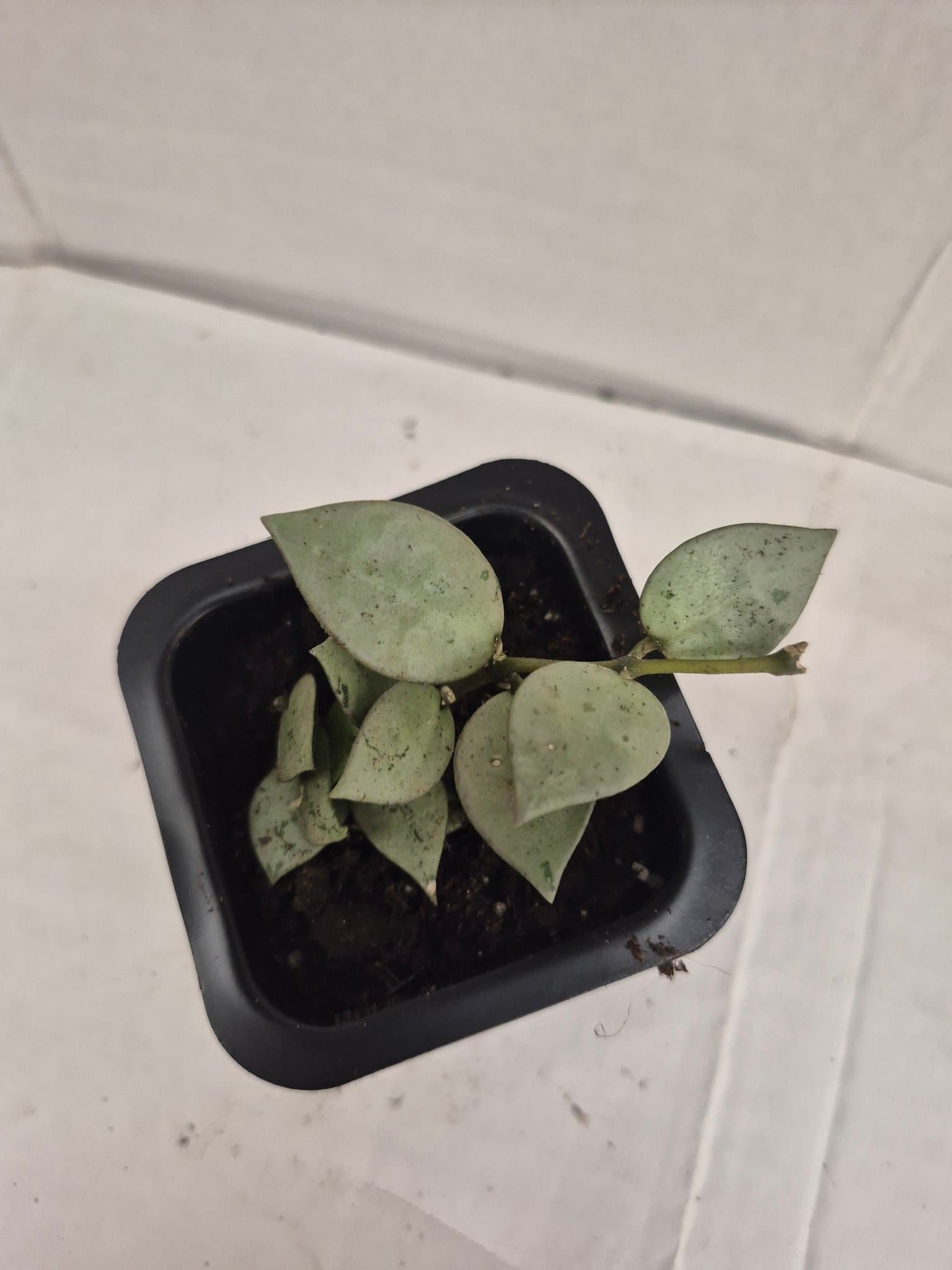 Hoya 'Eskimo'