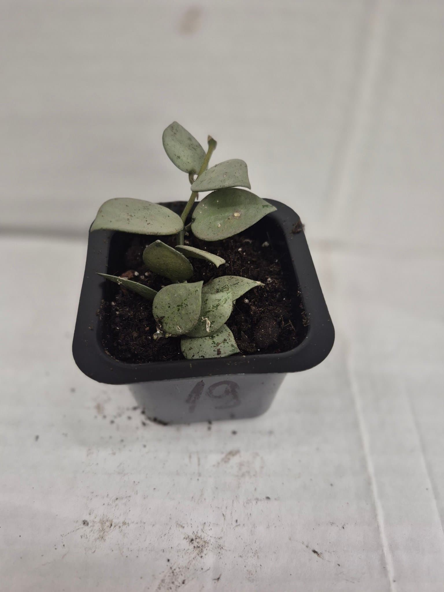 Hoya 'Eskimo'
