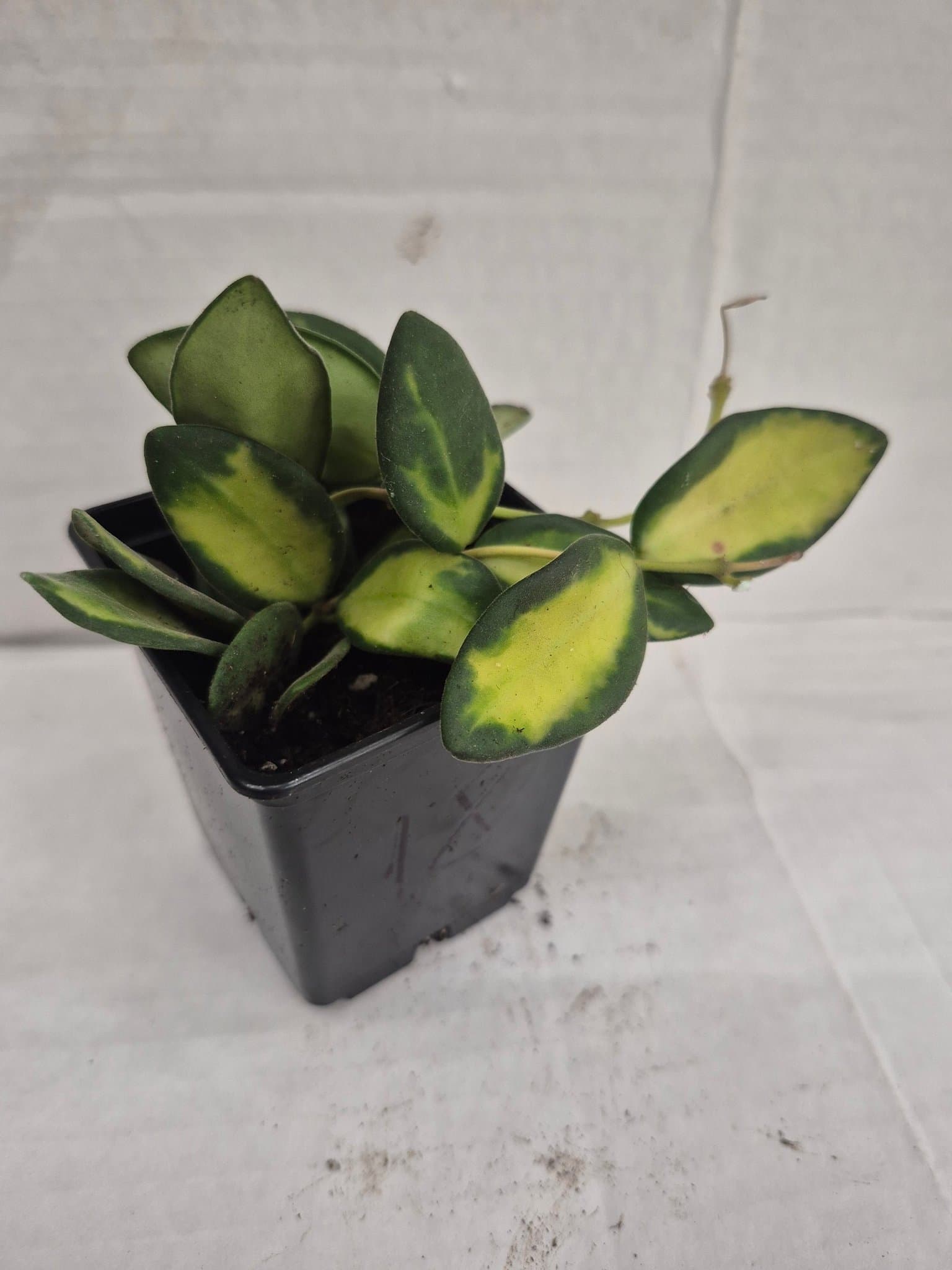 Hoya sp. aff. burtoniae ’Variegata’