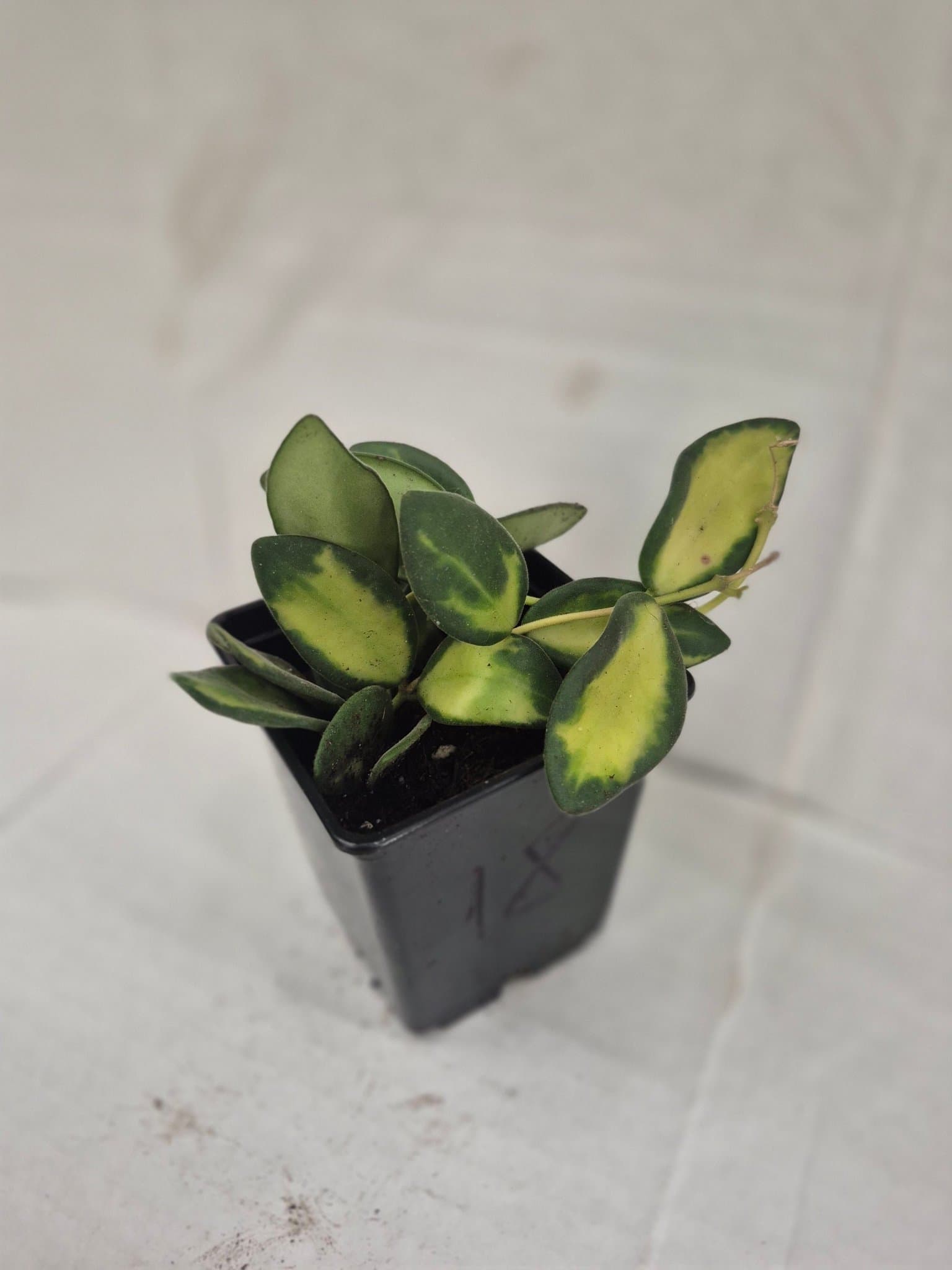 Hoya sp. aff. burtoniae ’Variegata’
