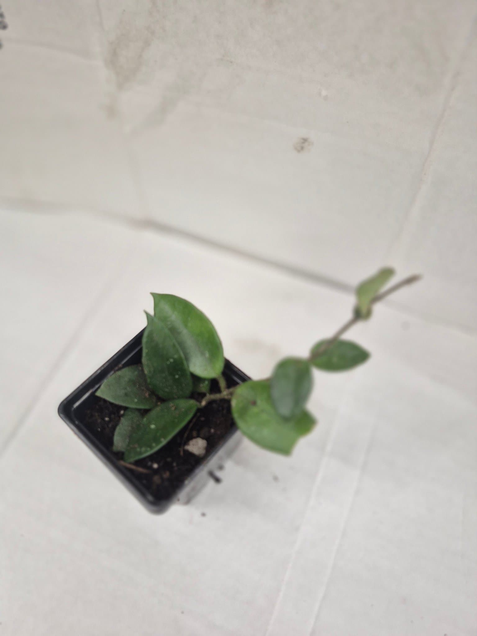 Hoya chouke