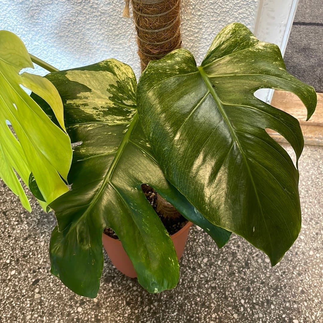 Monstera Mint Large Form – till salu 🌿