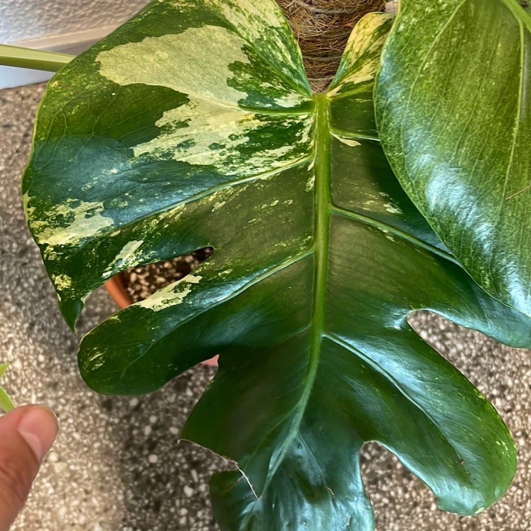 Monstera Mint Large Form – till salu 🌿