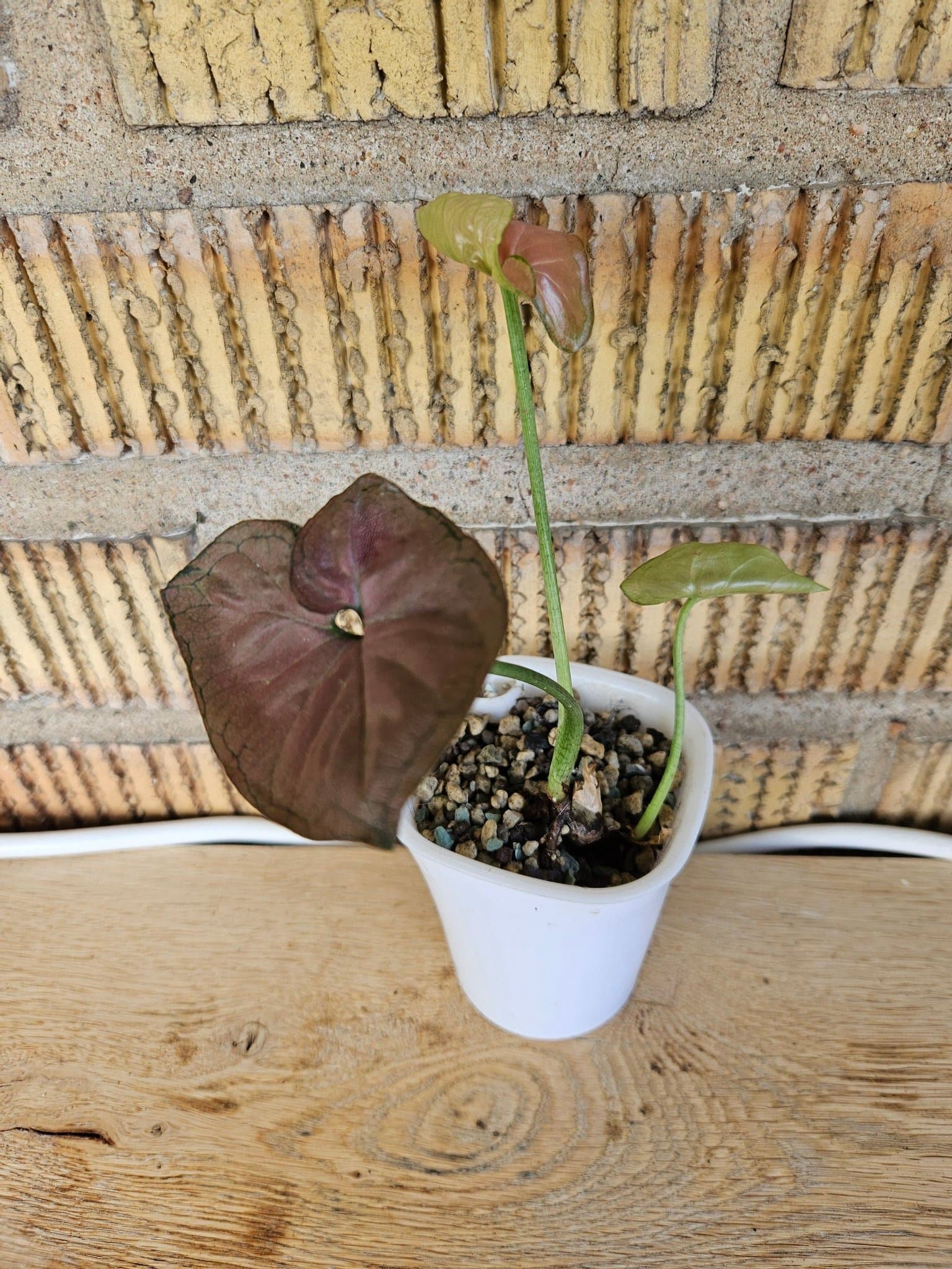 Syngonium Orm Nak Red