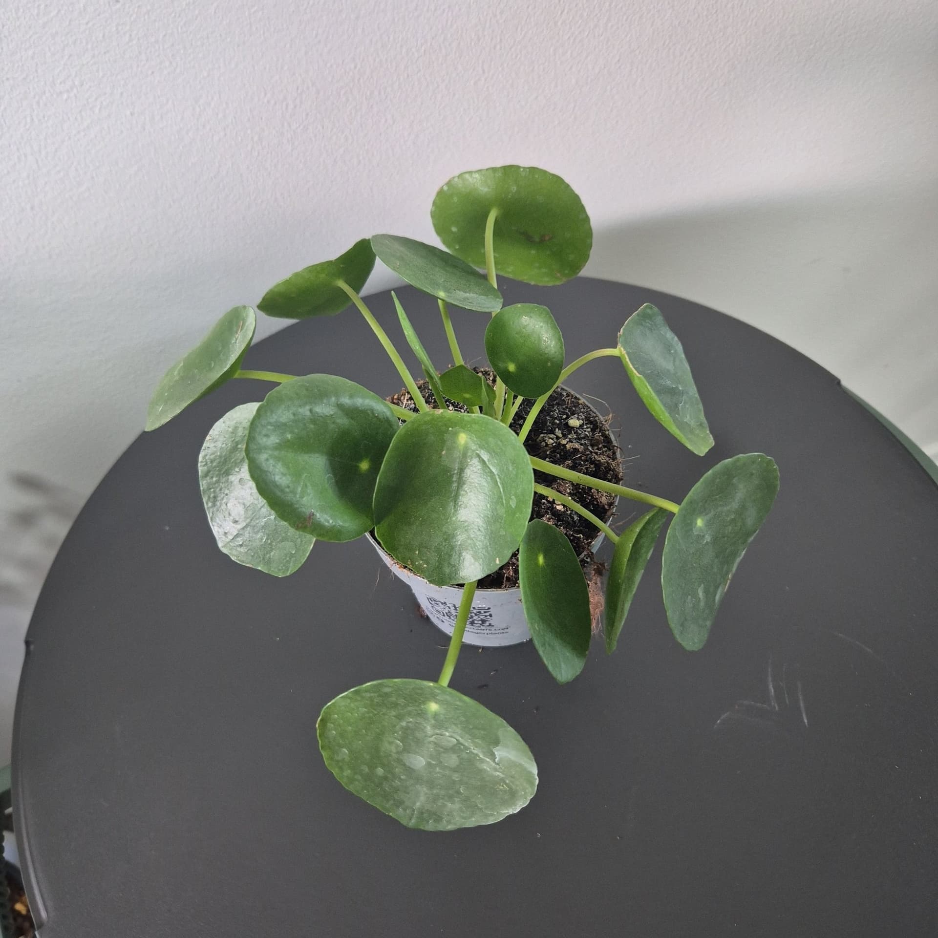 Pilea Peperomioides (Pancake Plant)