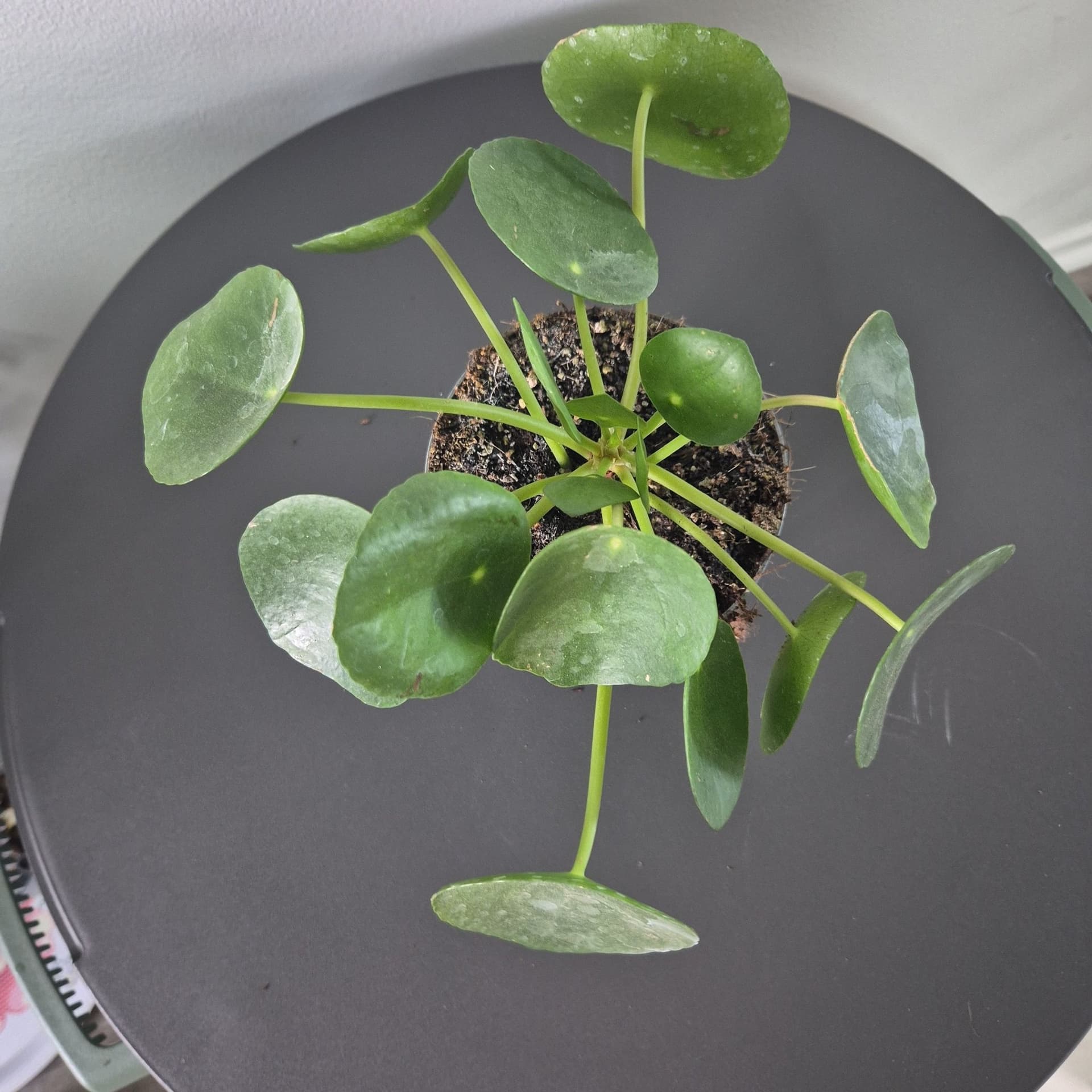 Pilea Peperomioides (Pancake Plant)