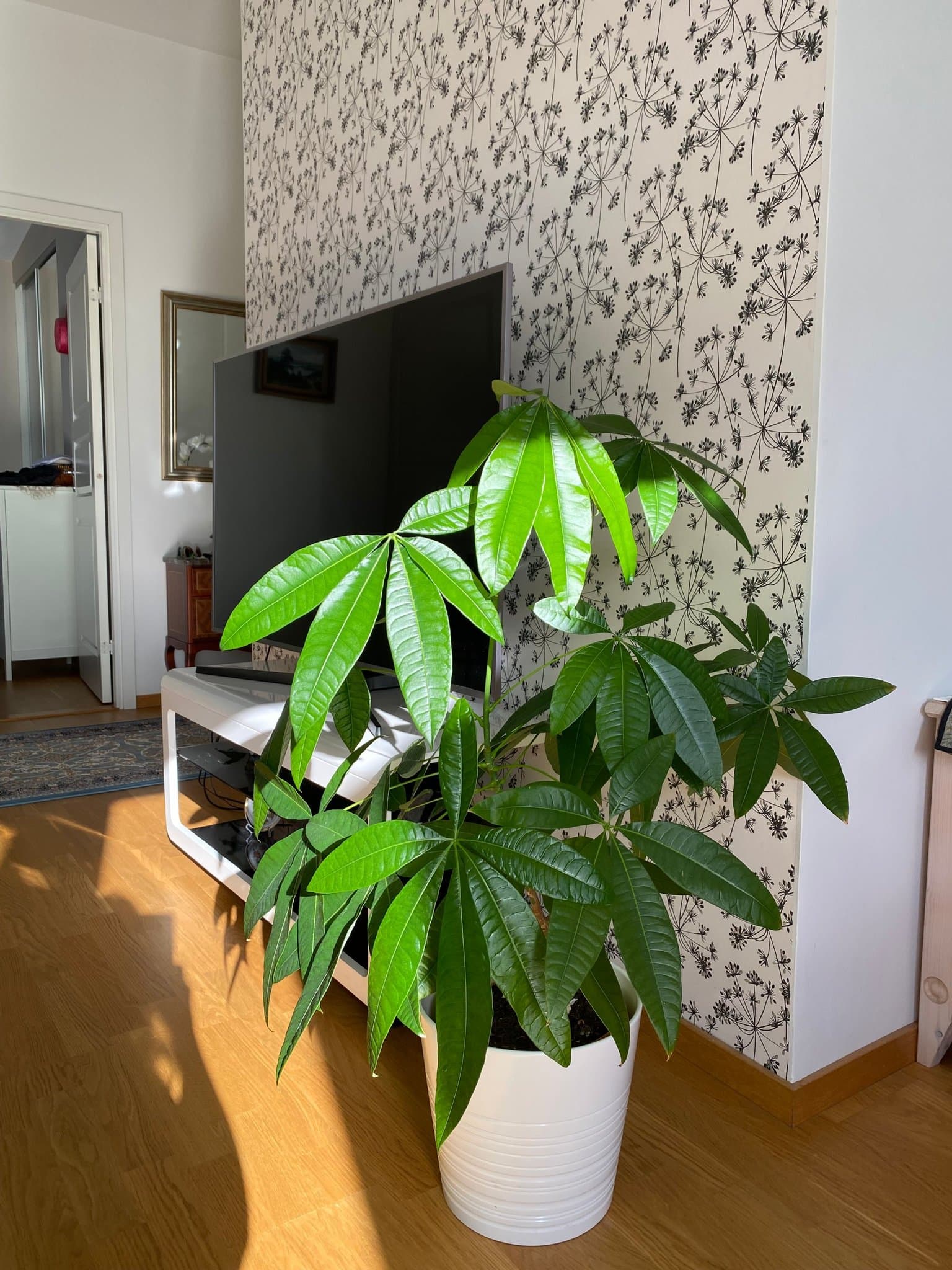 Pachira Aquatica - Lyckoträd