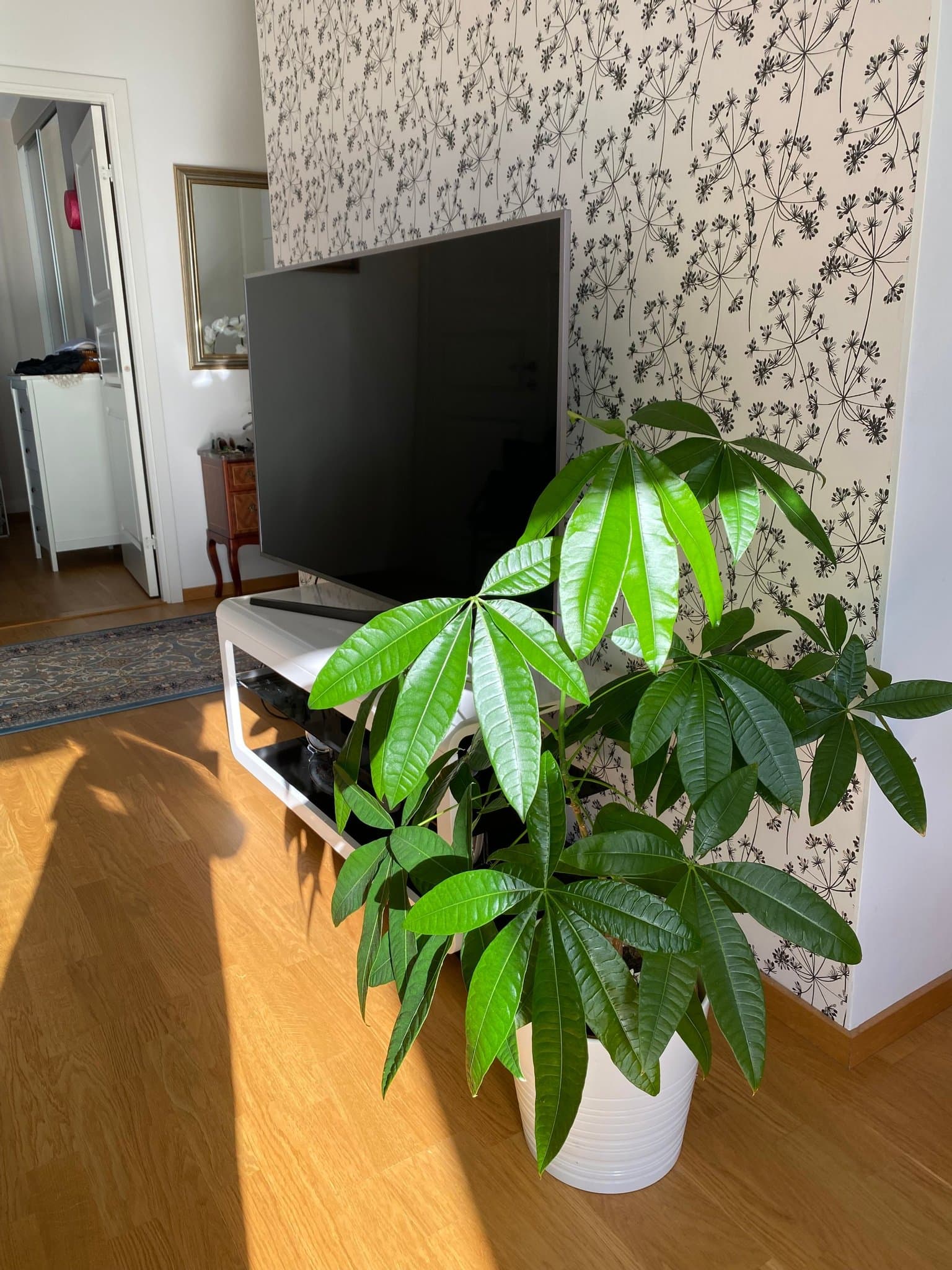 Pachira Aquatica - Lyckoträd
