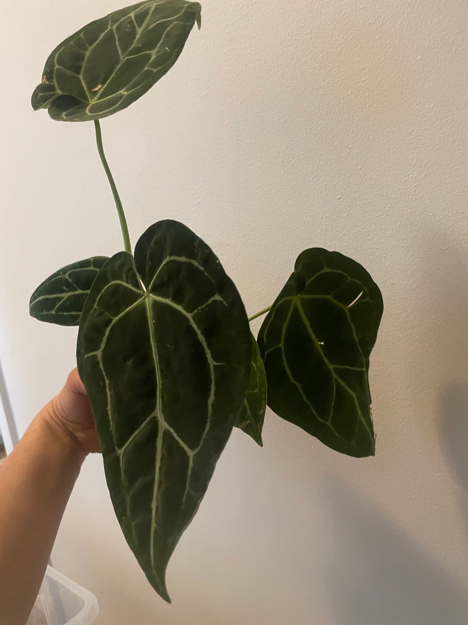 Anthurium Clarinervium
