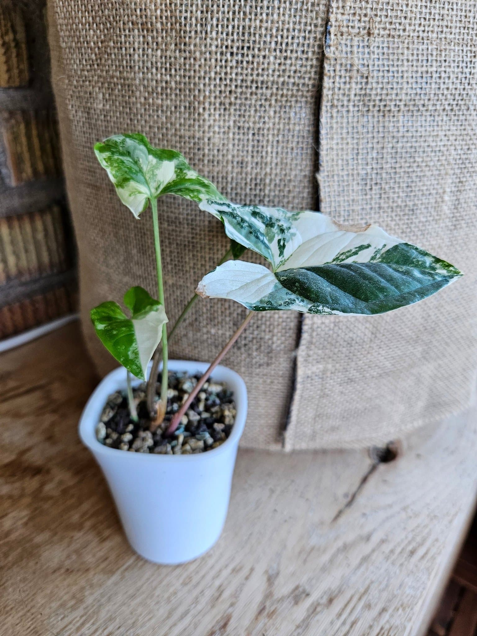 Syngonium Albo Variegata