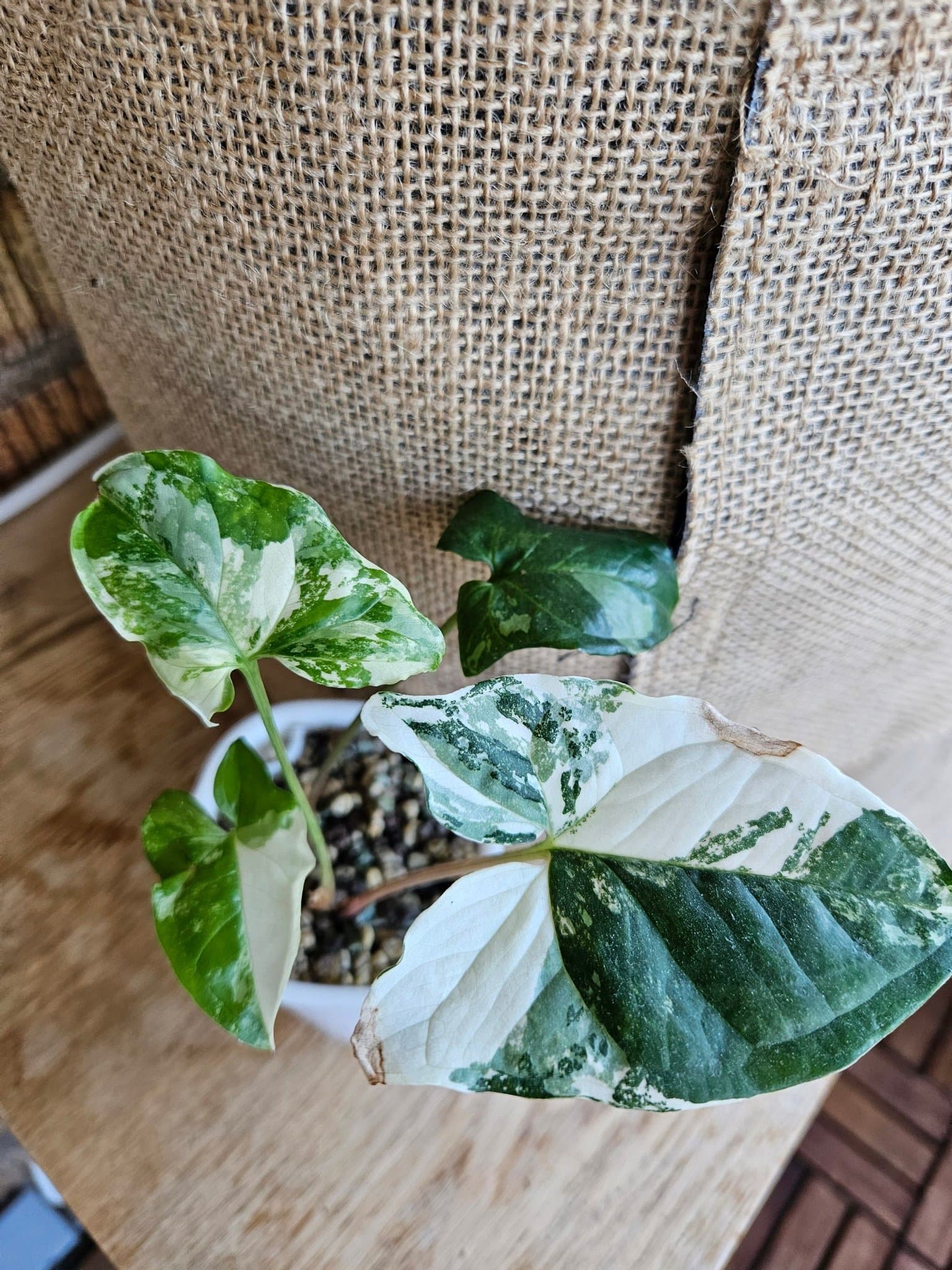 Syngonium Albo Variegata