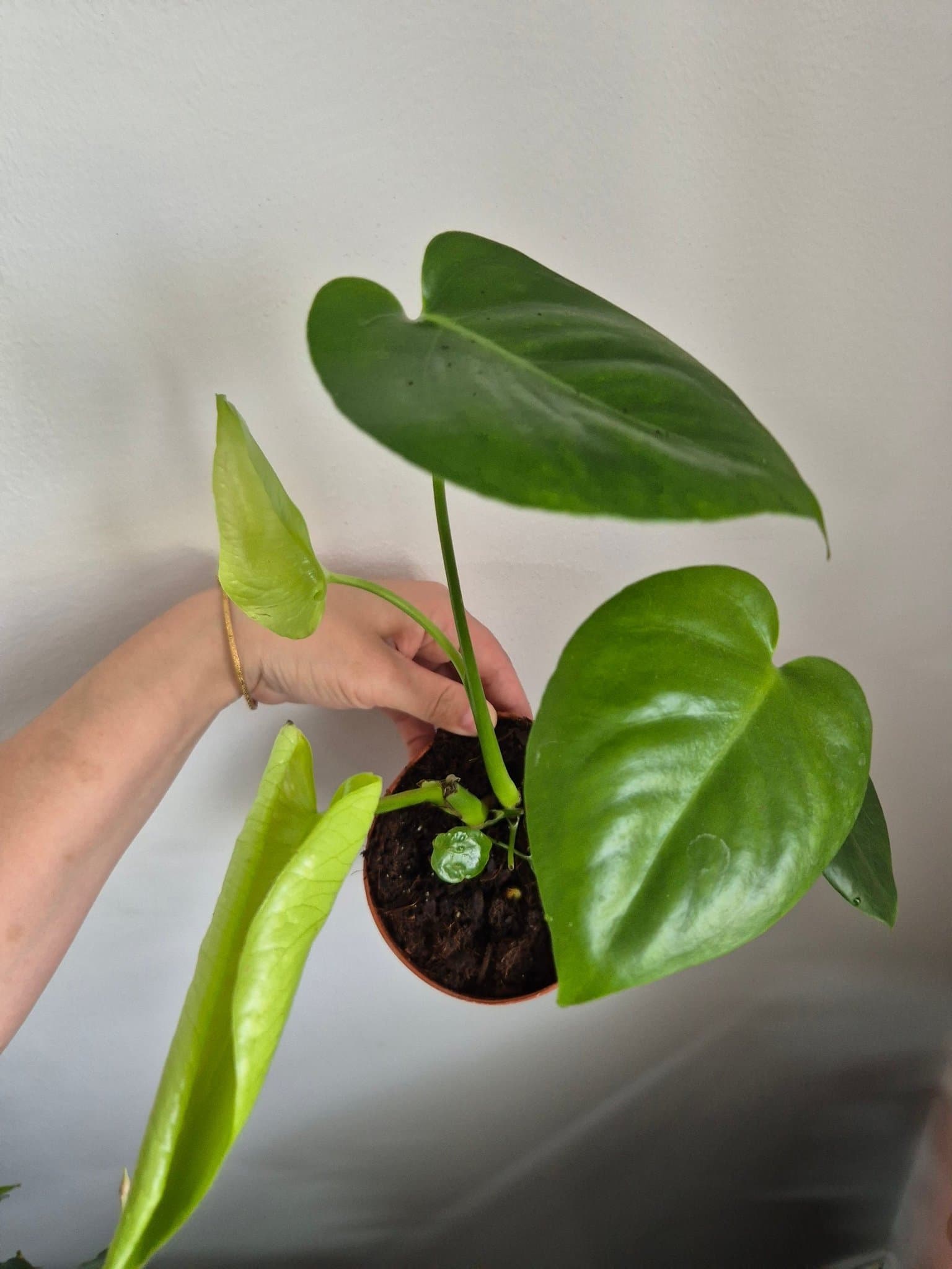 Monstera Deliciosa