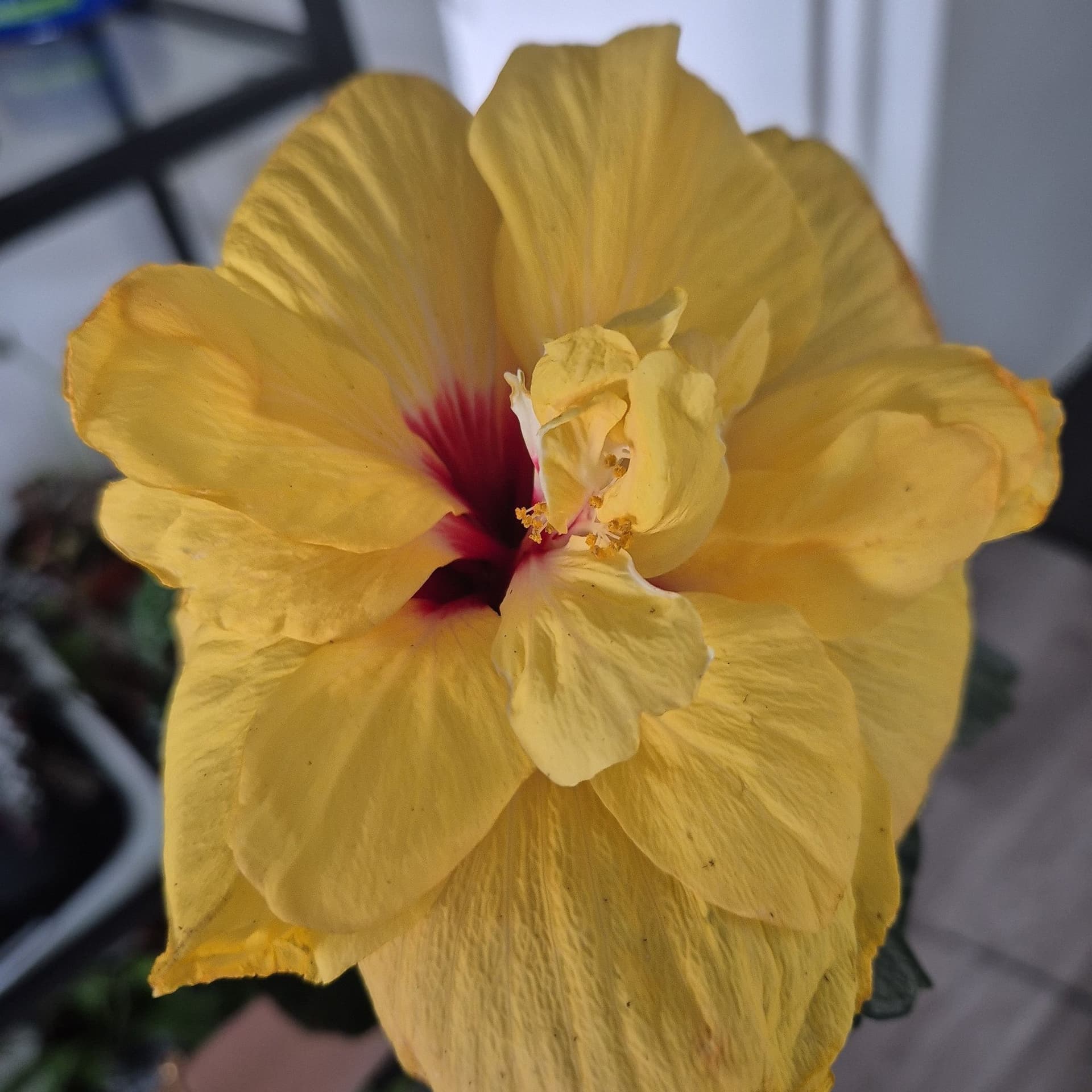 Hibiskusplanta - Gul med rött centrum