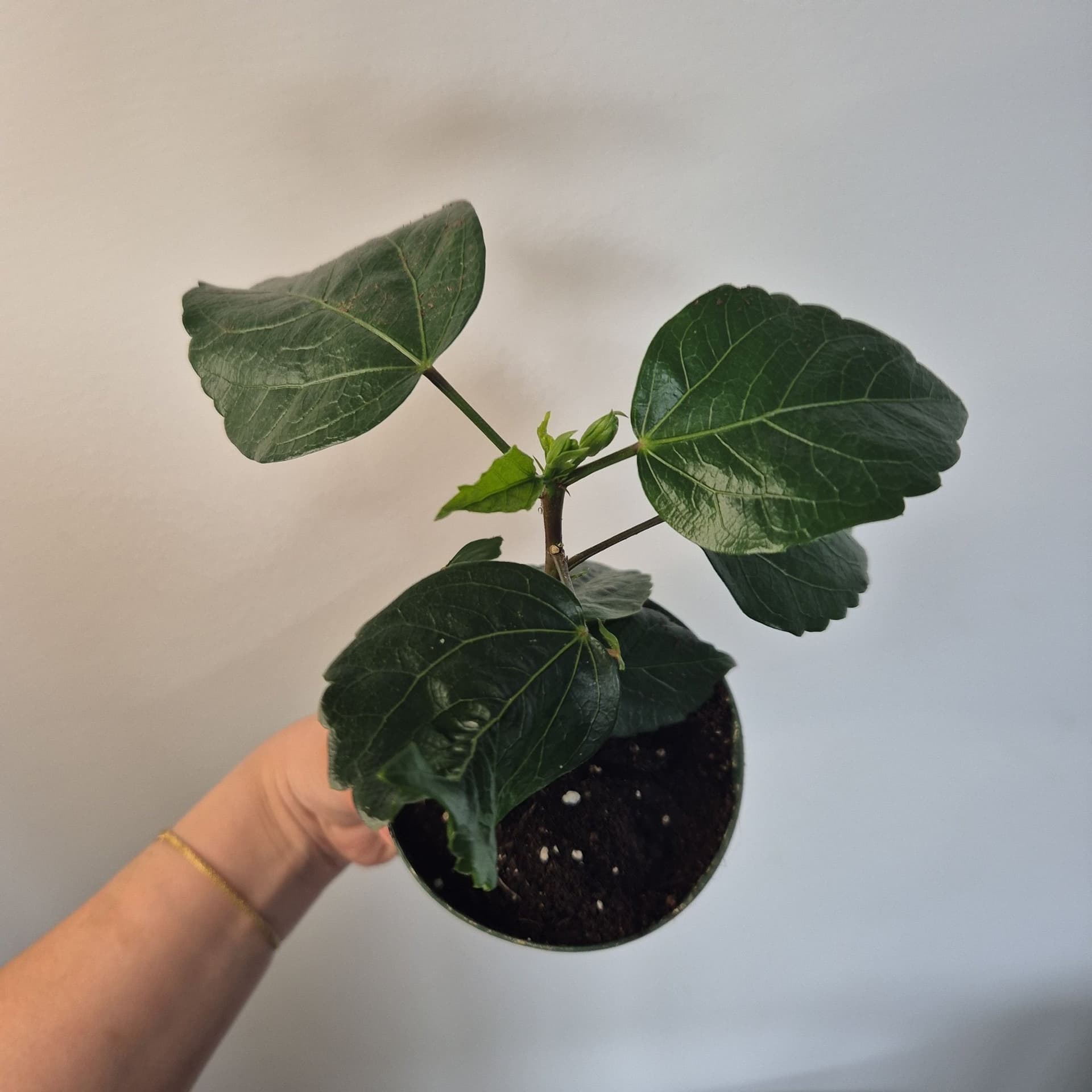 Hibiskusplanta - Gul med rött centrum