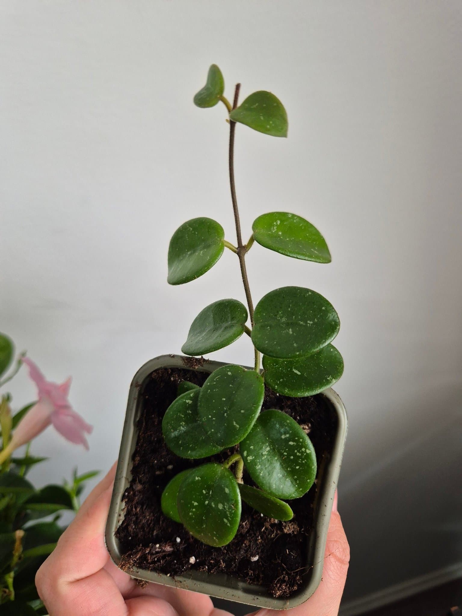 Hoya Mathilde