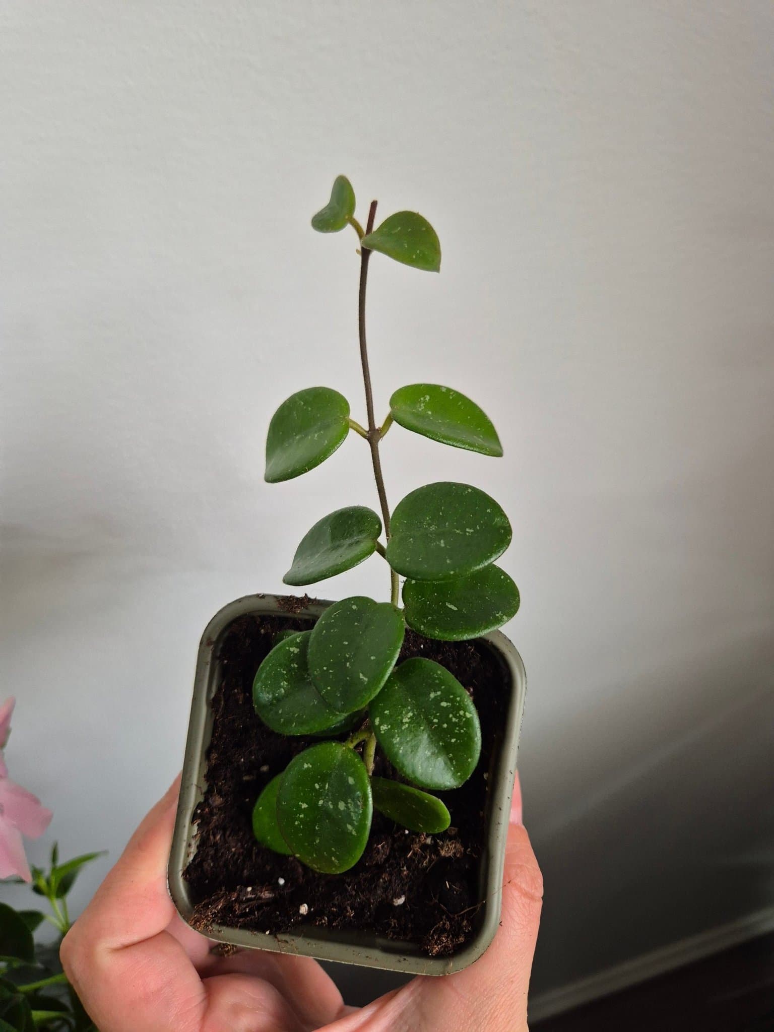 Hoya Mathilde