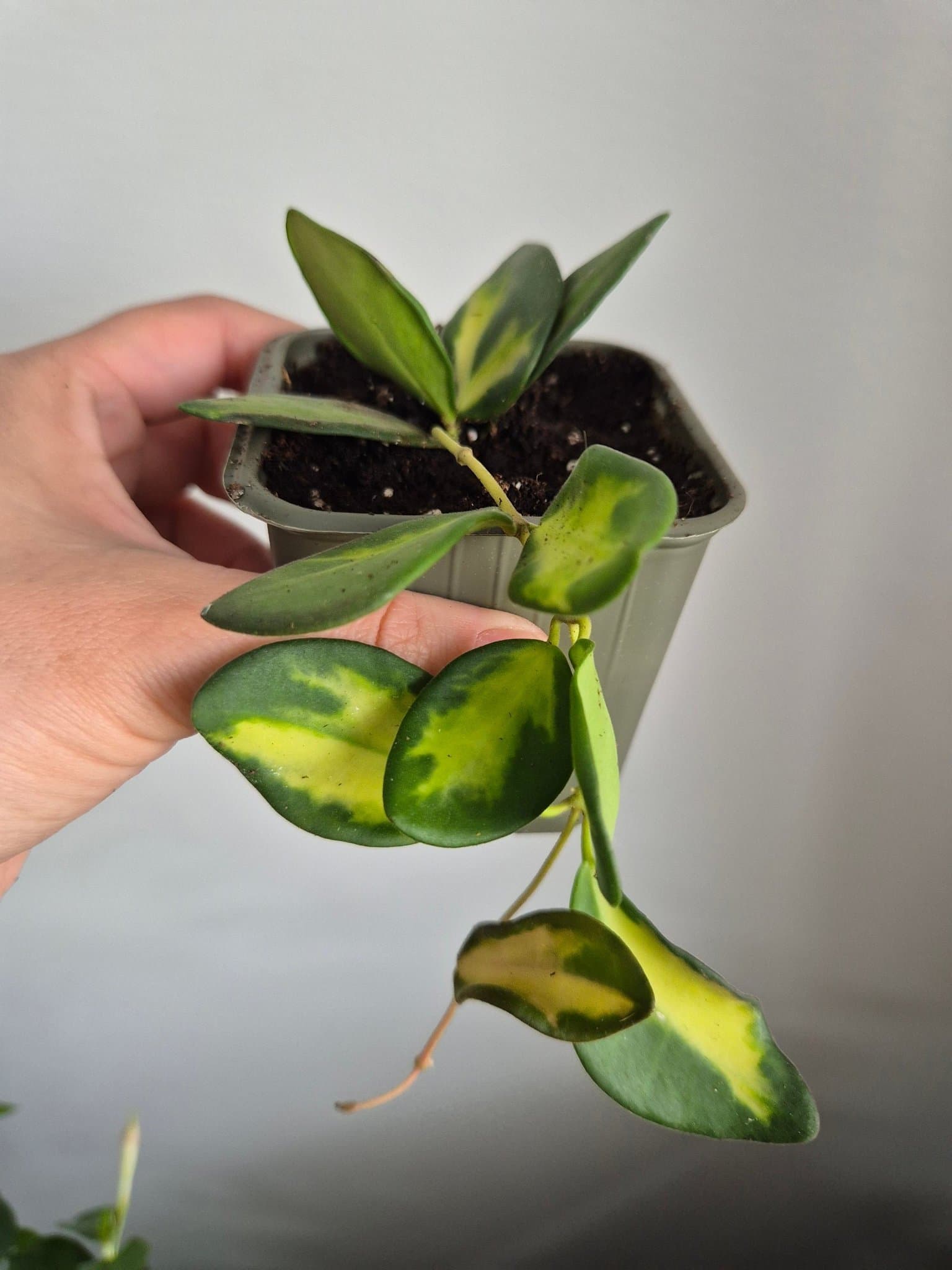 Hoya Burtoniae Variegata