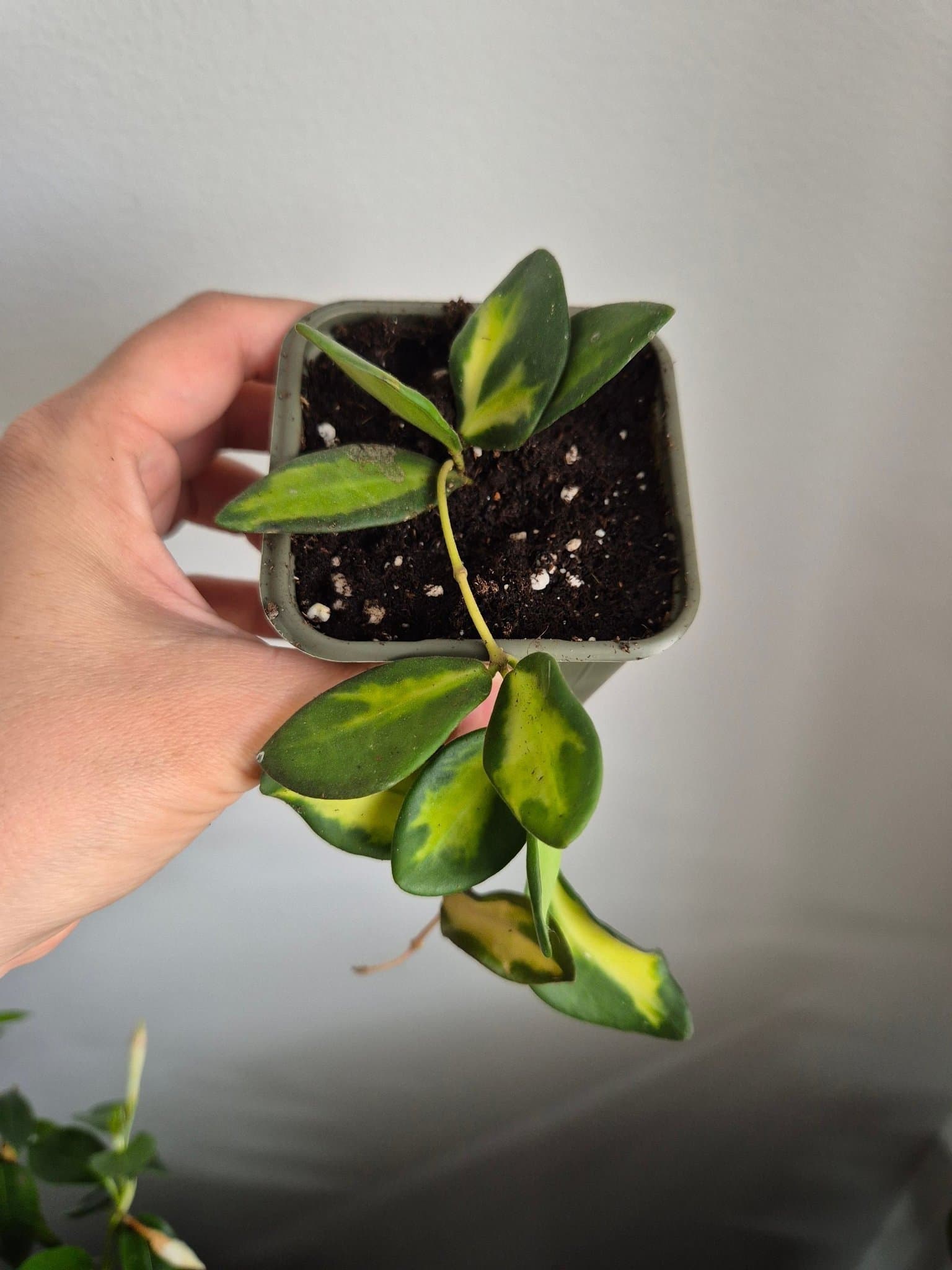 Hoya Burtoniae Variegata