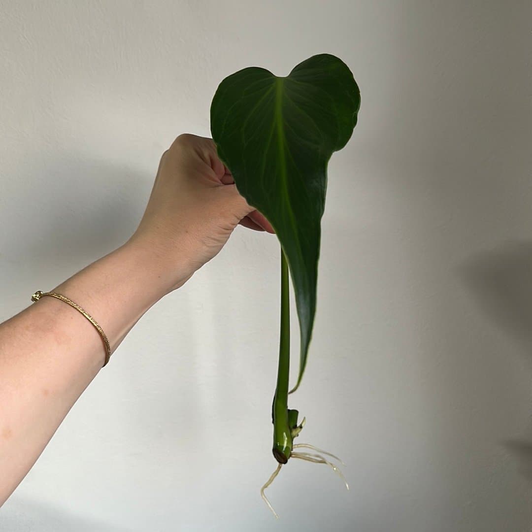 Monstera burle marx flame