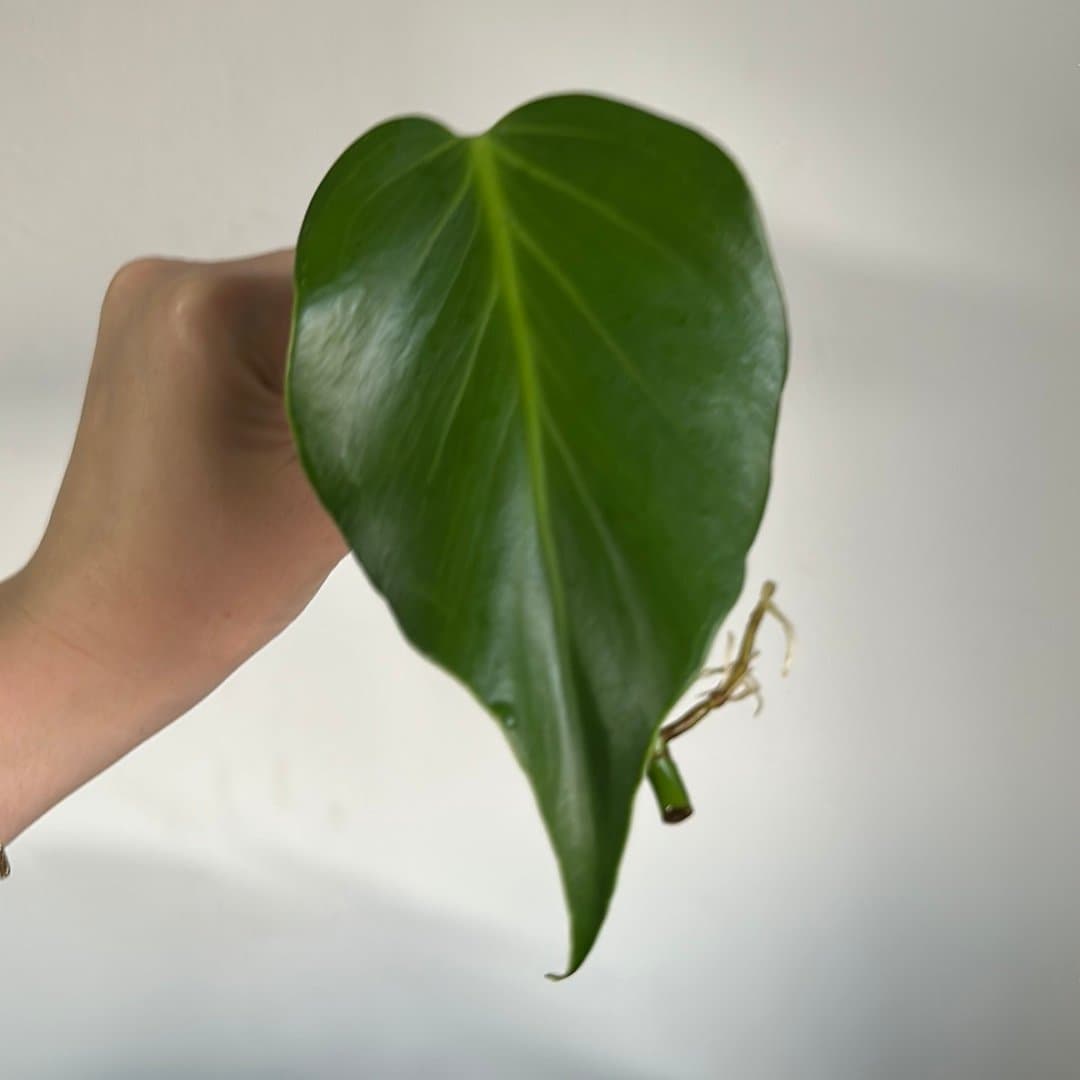 Monstera burle marx flame
