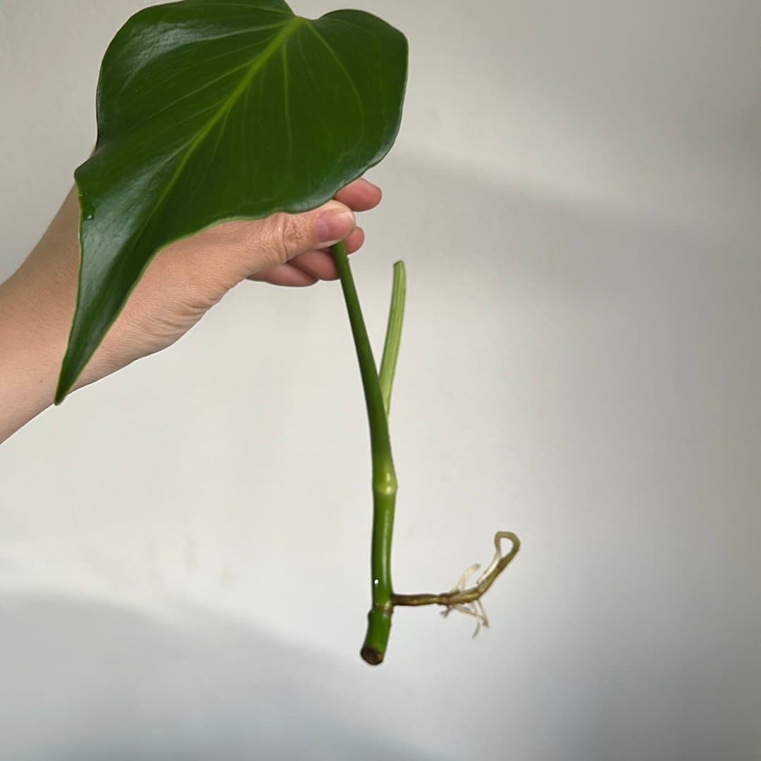 Monstera burle marx flame