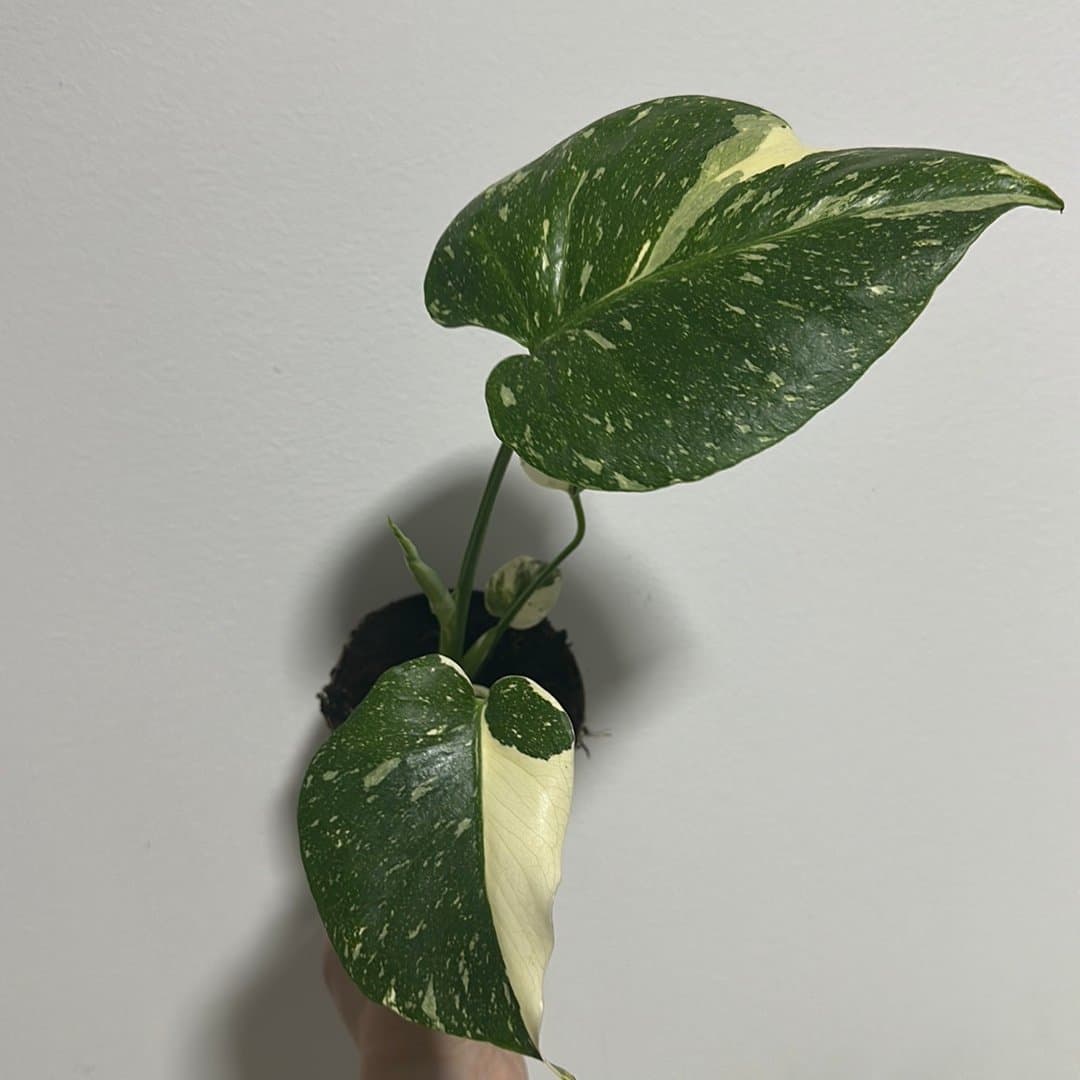 Monstera Thai Constellation