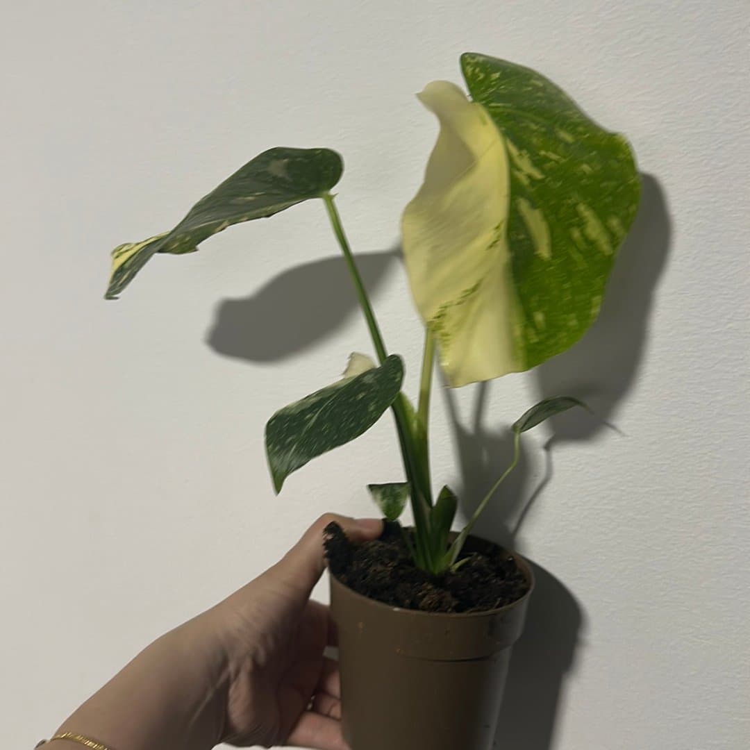 Monstera thai