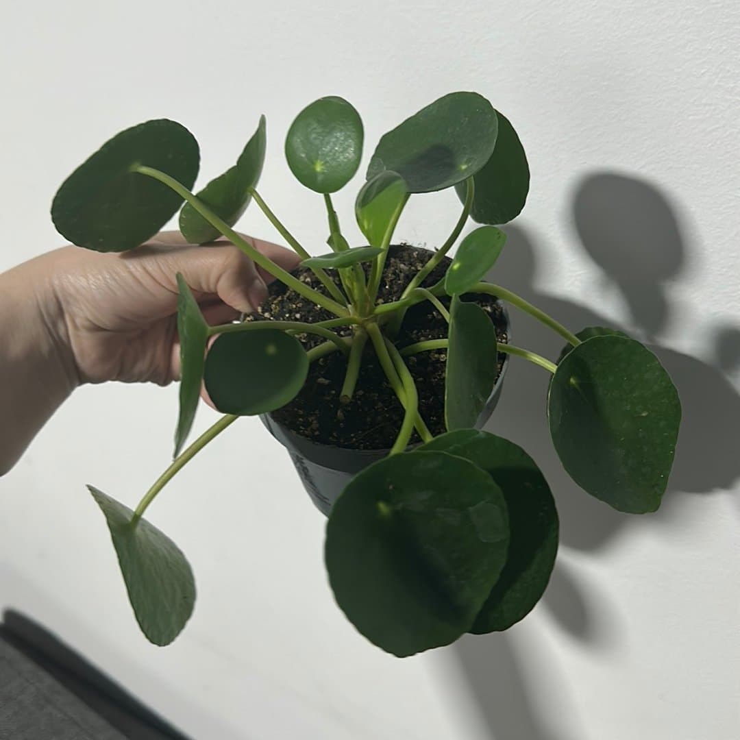 Pilea Peperomioides - Elefantöra