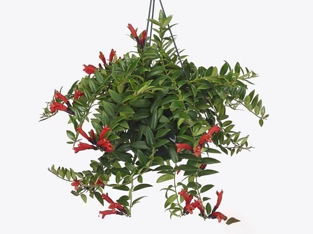 Ampelfackla med röda blommor
