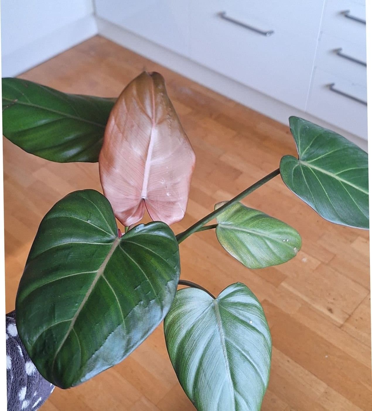 Philodendron Summer Glory