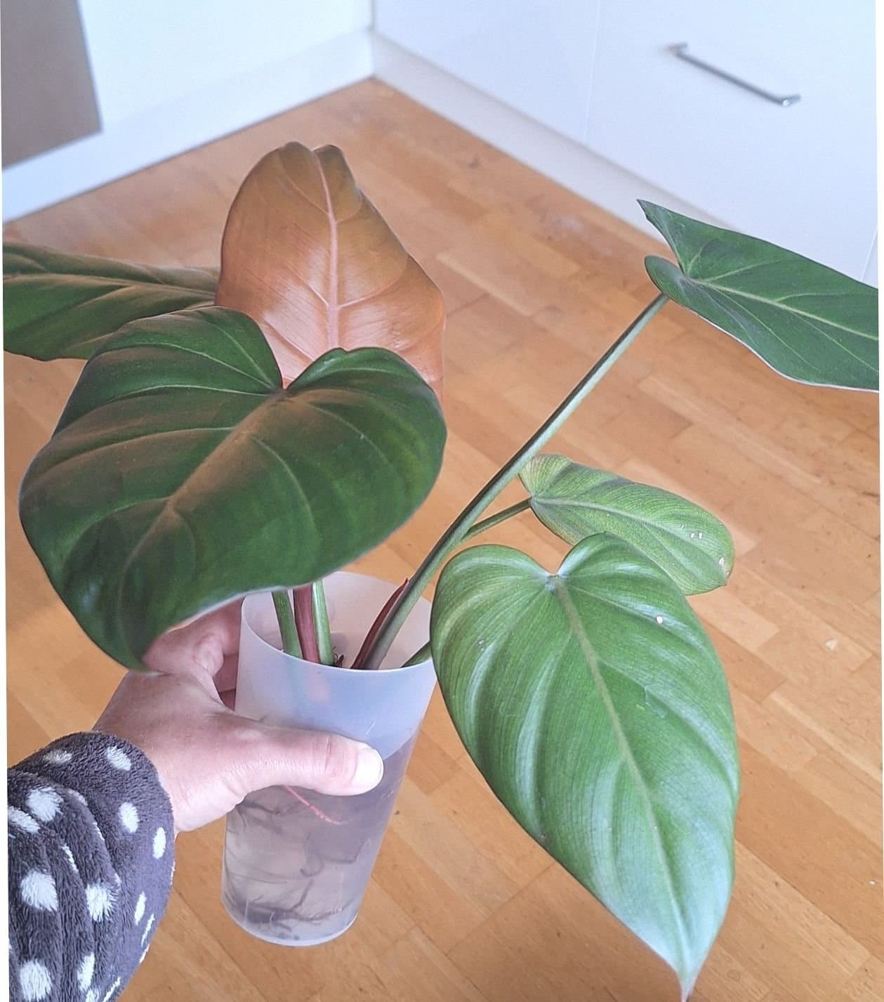 Philodendron Summer Glory