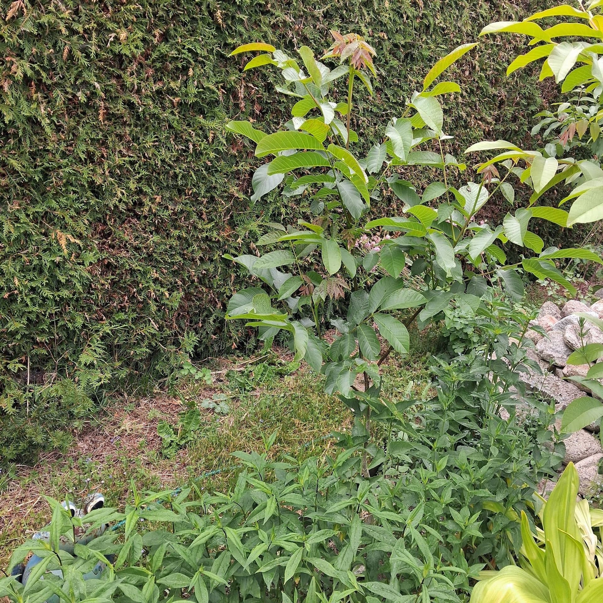 Valnötsträd planta 100cm