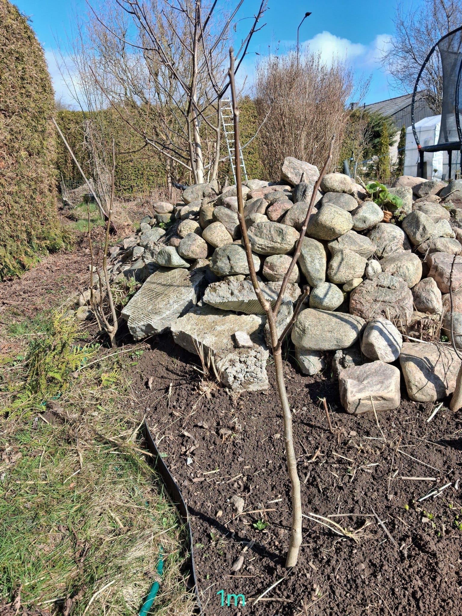 Valnötsträd planta 100cm