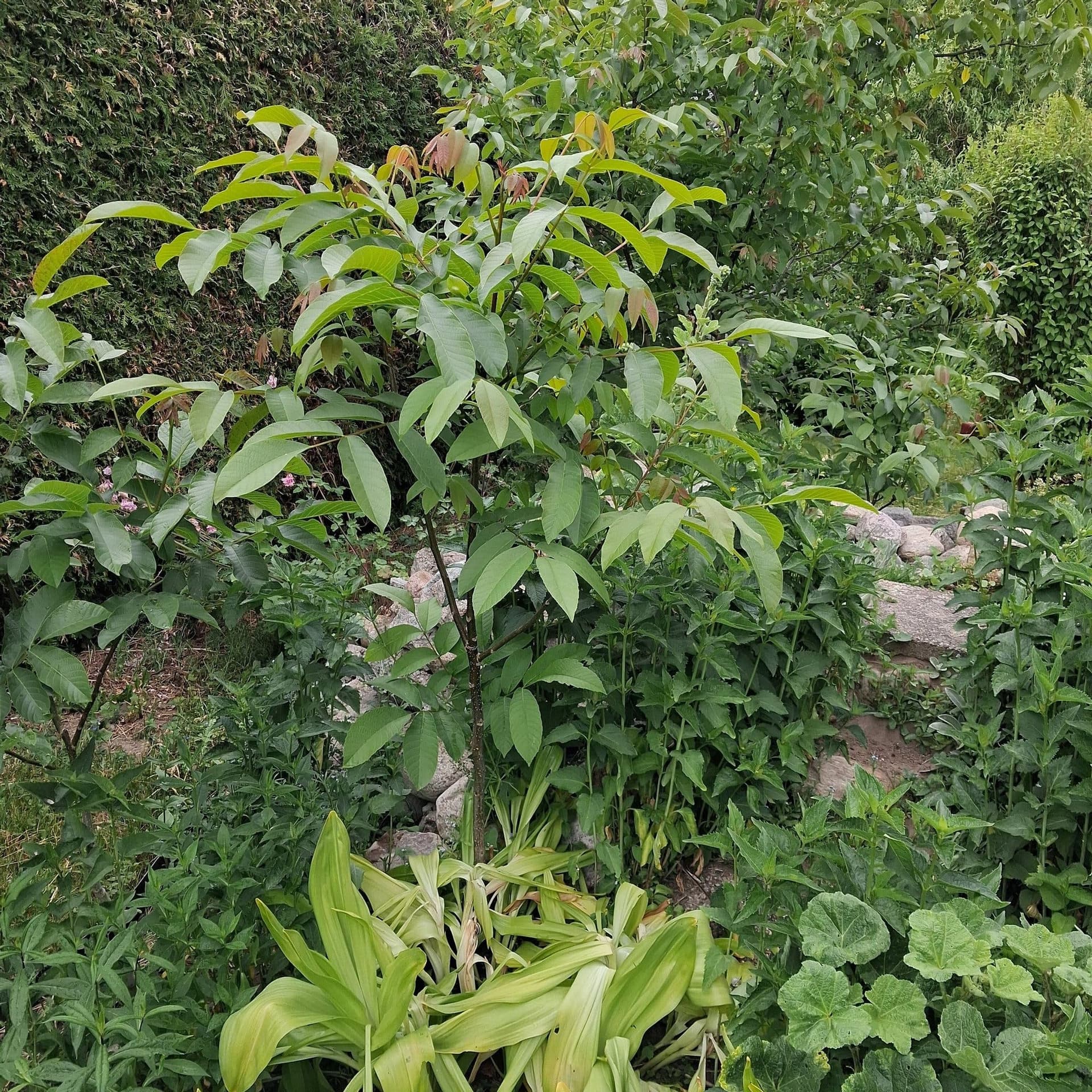 Valnötsträd planta 120cm