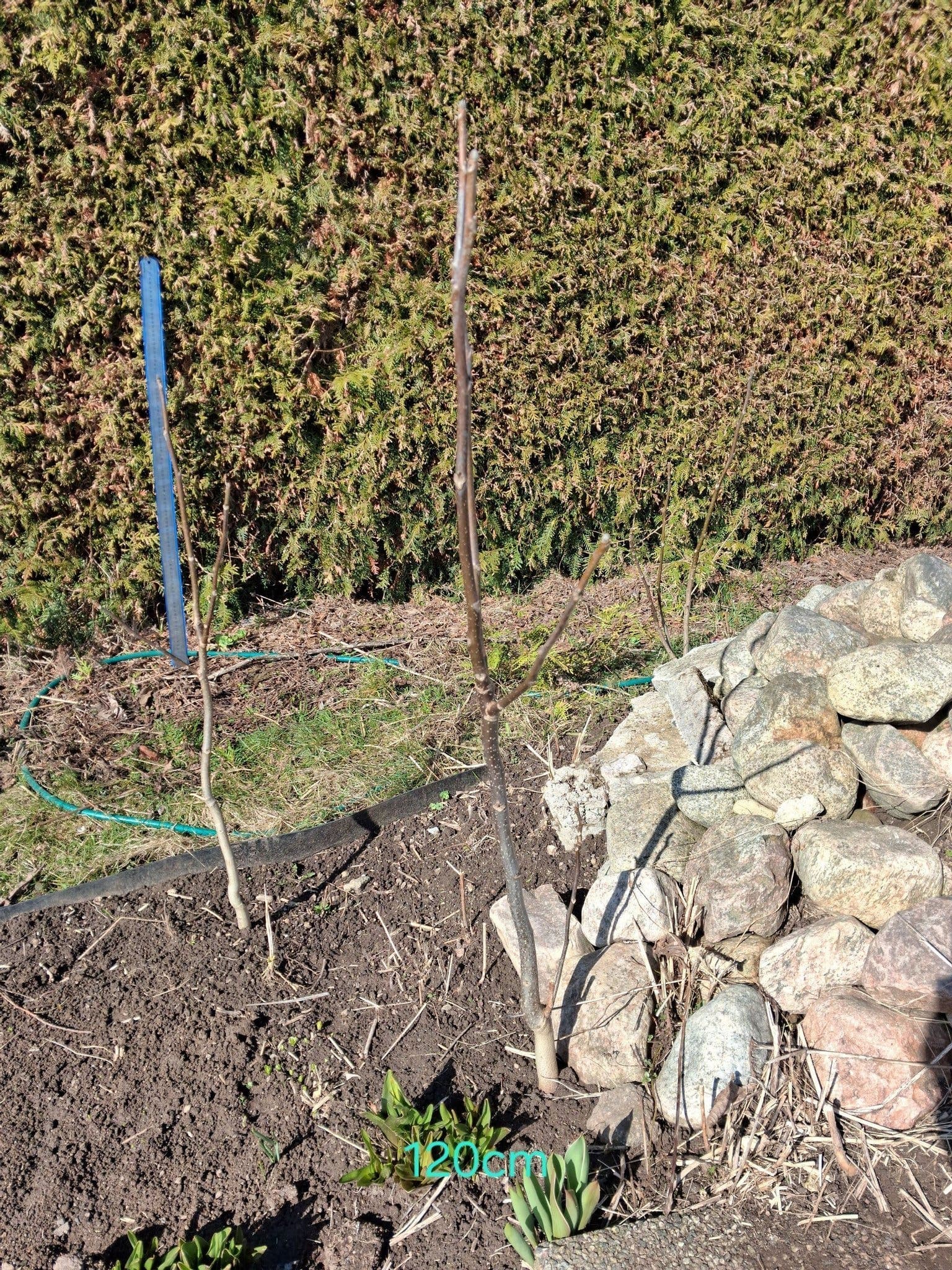 Valnötsträd planta 120cm