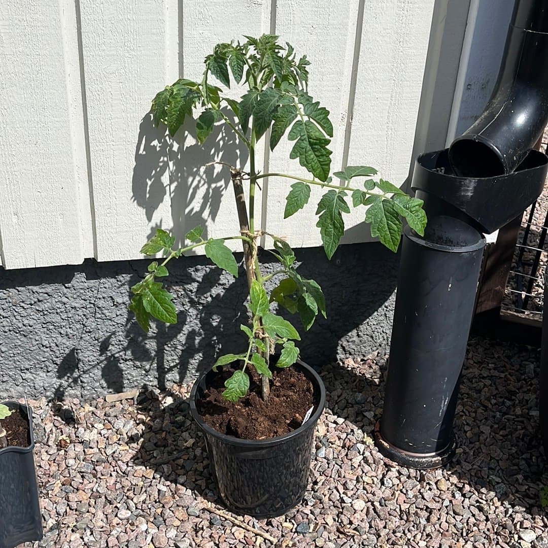 Tomatplanta Tolstoi H