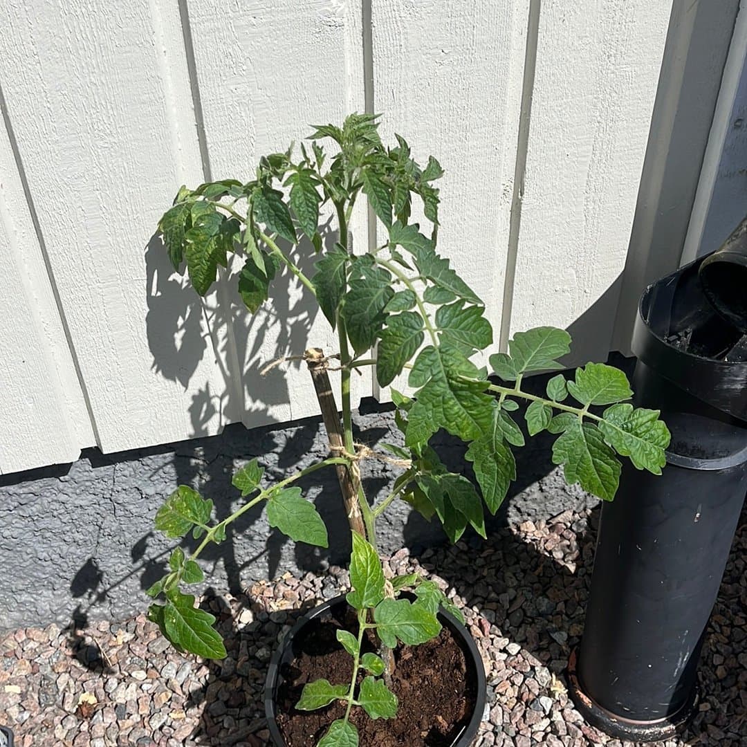 Tomatplanta Tolstoi H