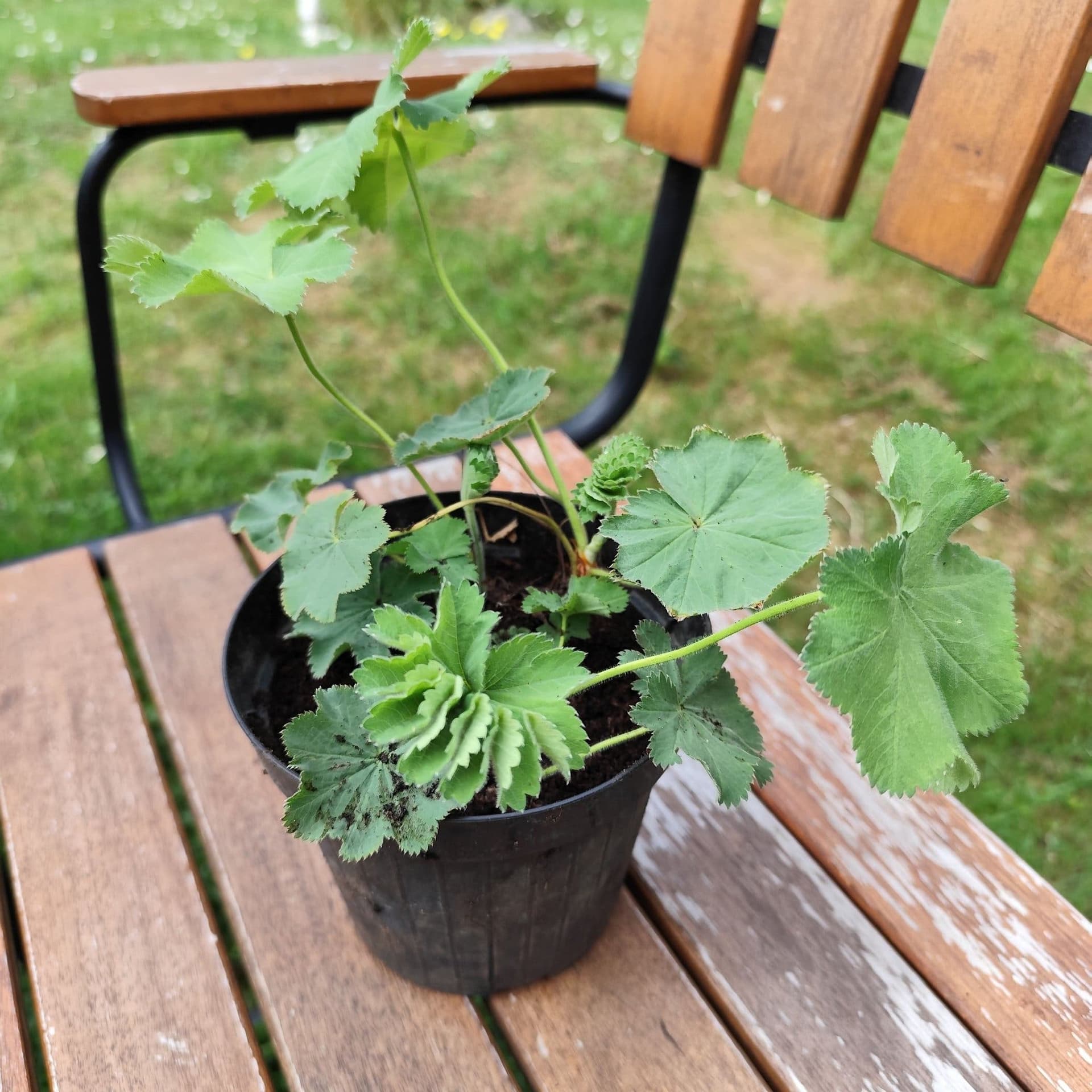 Daggkåpa