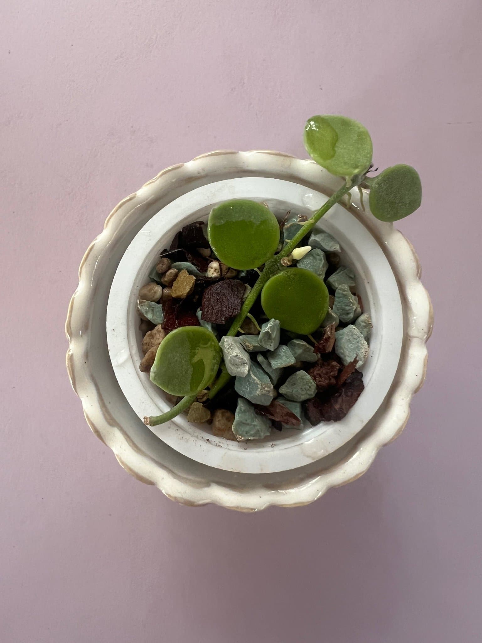 Dischidia nummularia