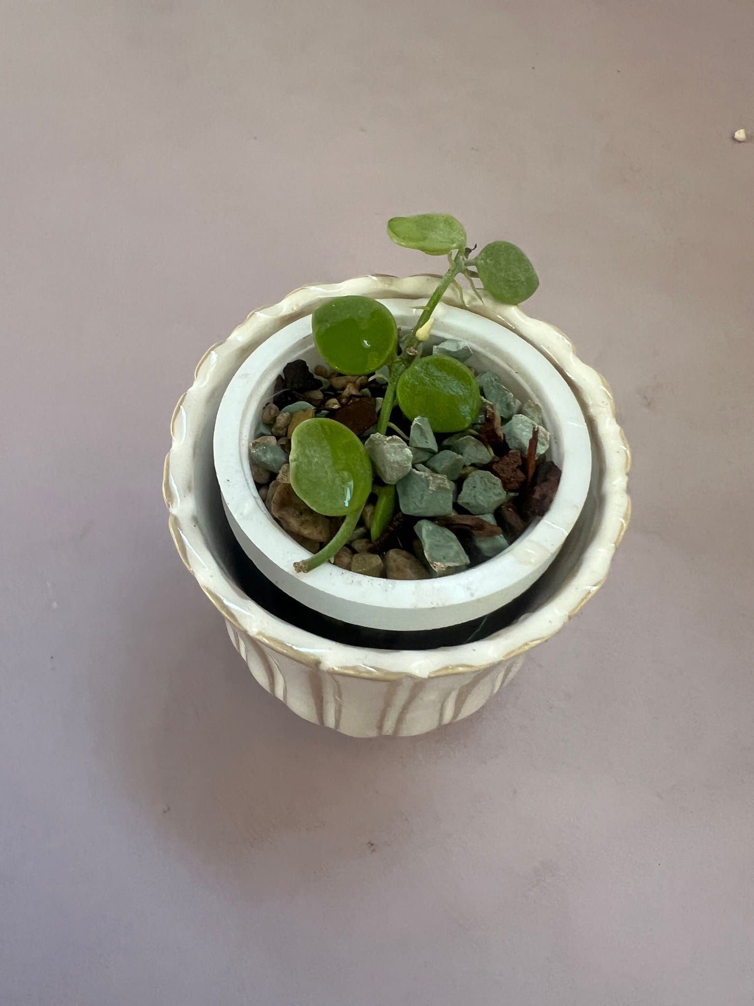 Dischidia nummularia