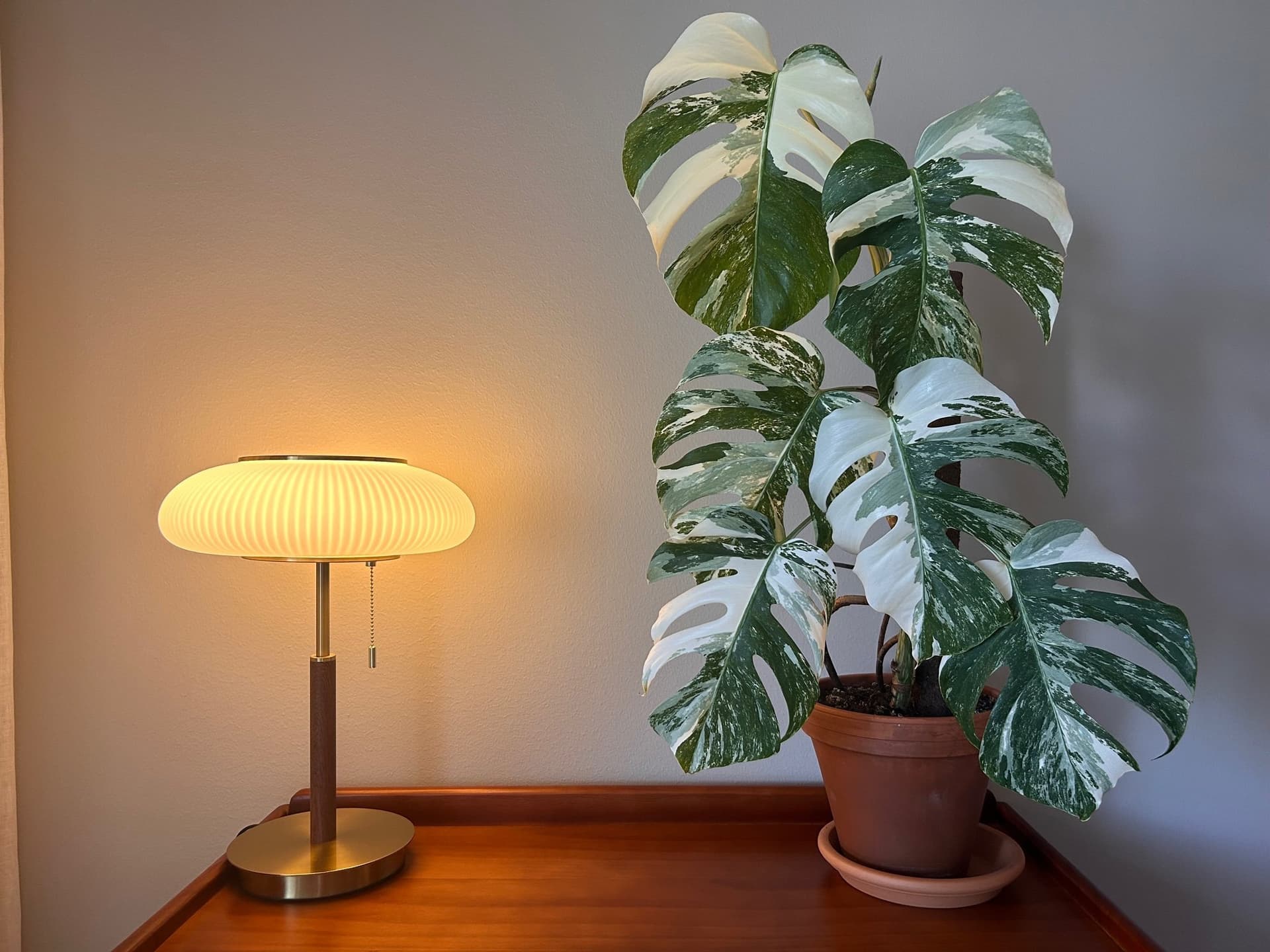 Monstera Albo
