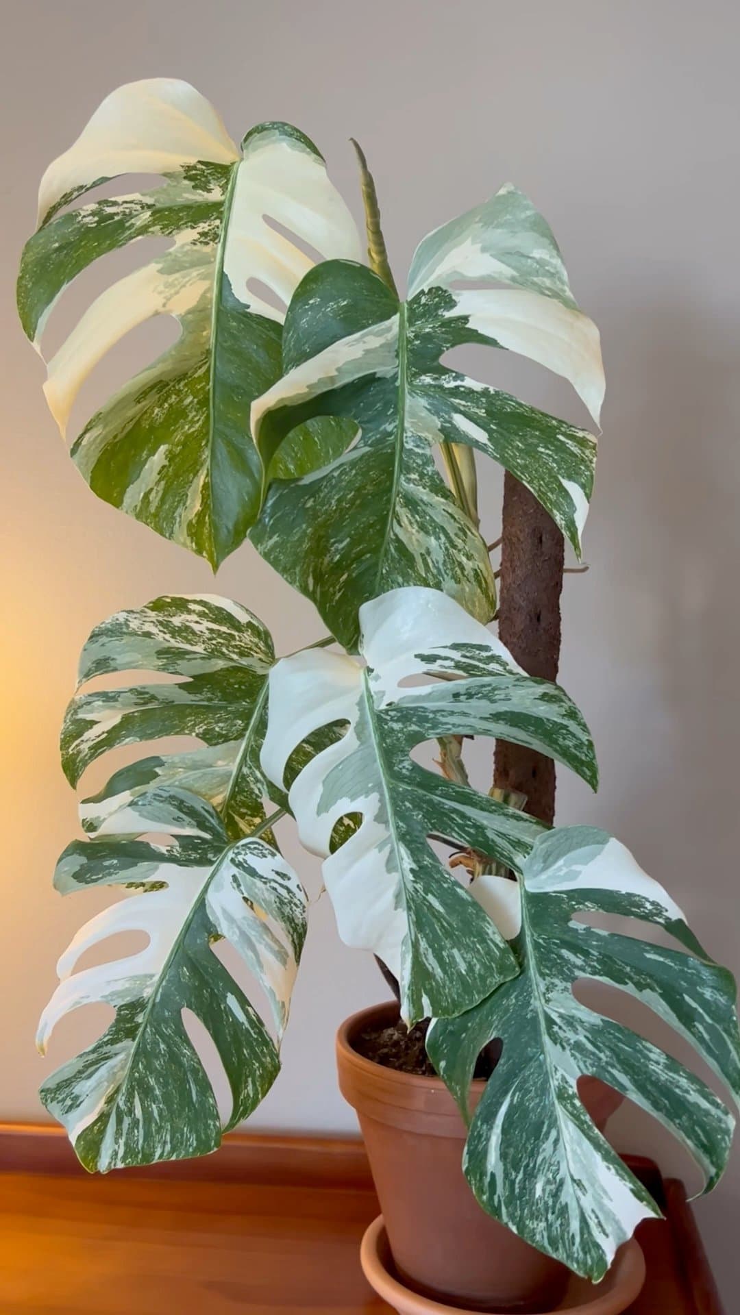 Monstera Albo
