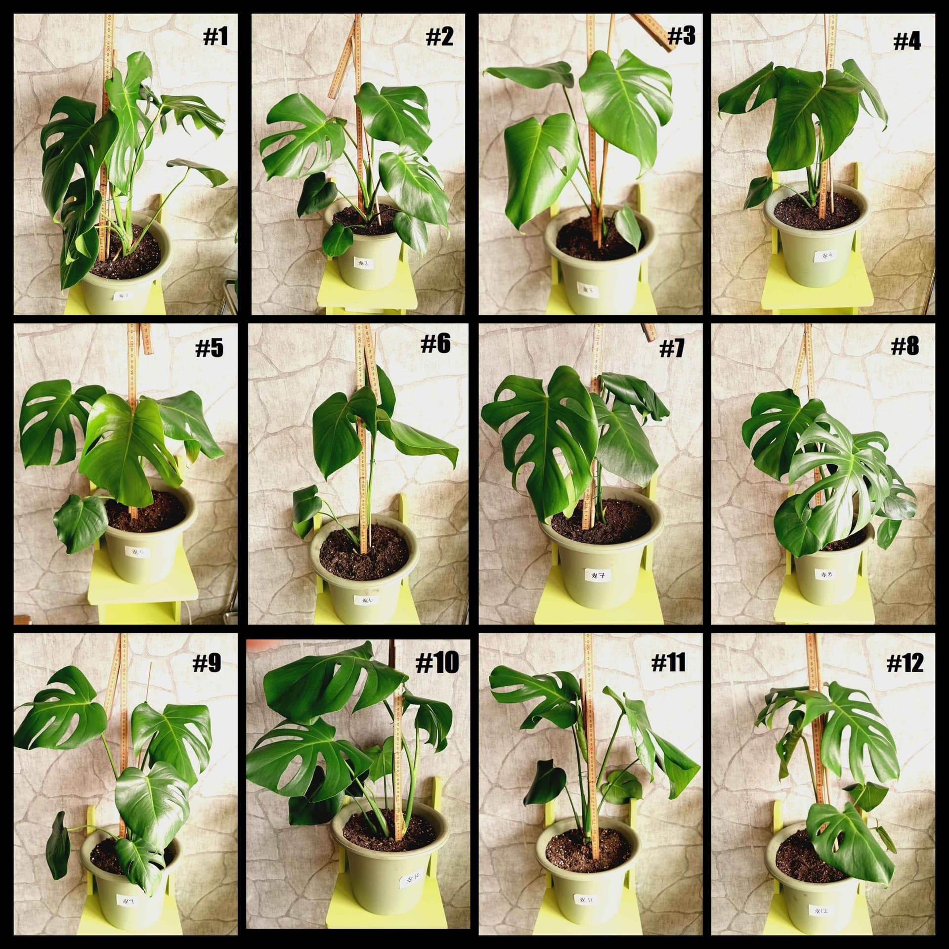 Monstera Deliciosa - 12 st växter inkl krukor!