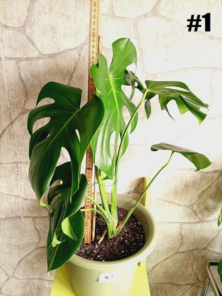 Monstera Deliciosa - 12 st växter inkl krukor!