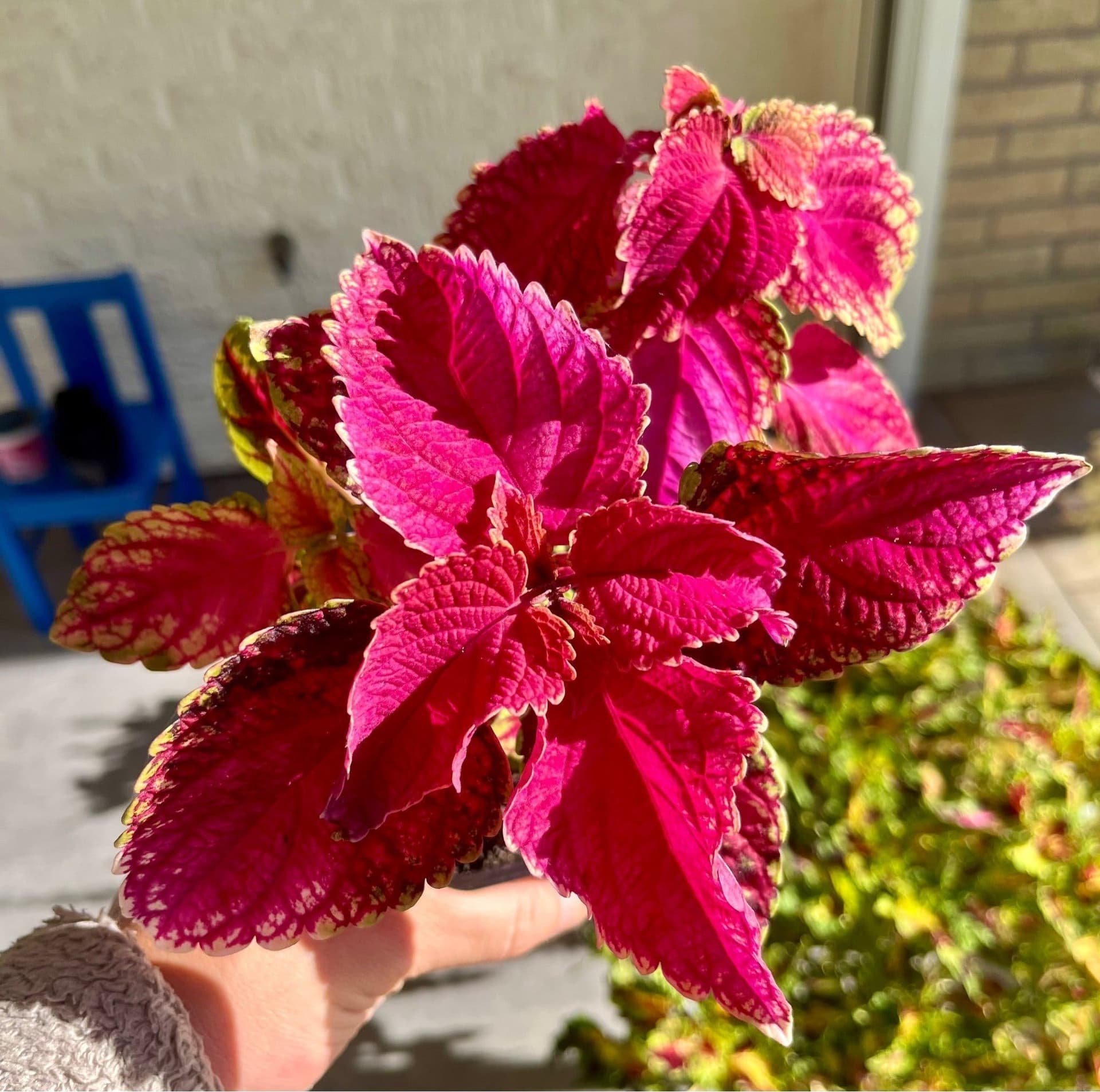 Palettblad/coleus frön, minst 5frön min läckra cerise Fröis