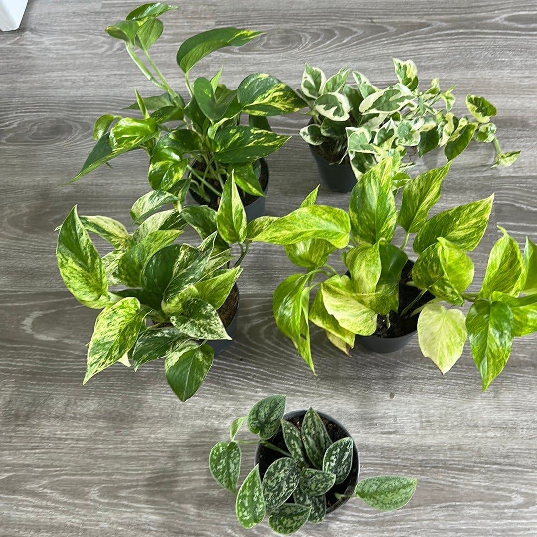 5 olika rankor Scindapsus stora planta