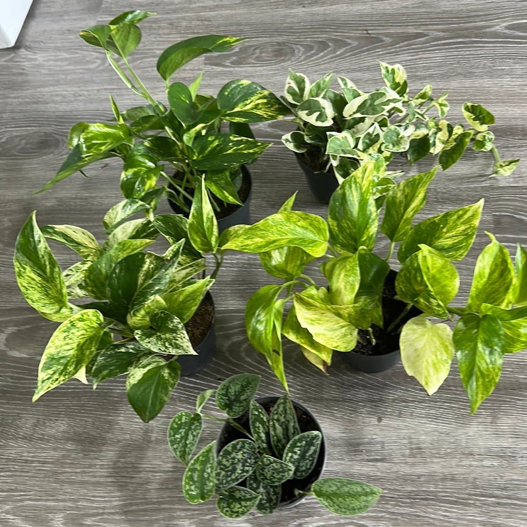 5 olika rankor Scindapsus stora planta