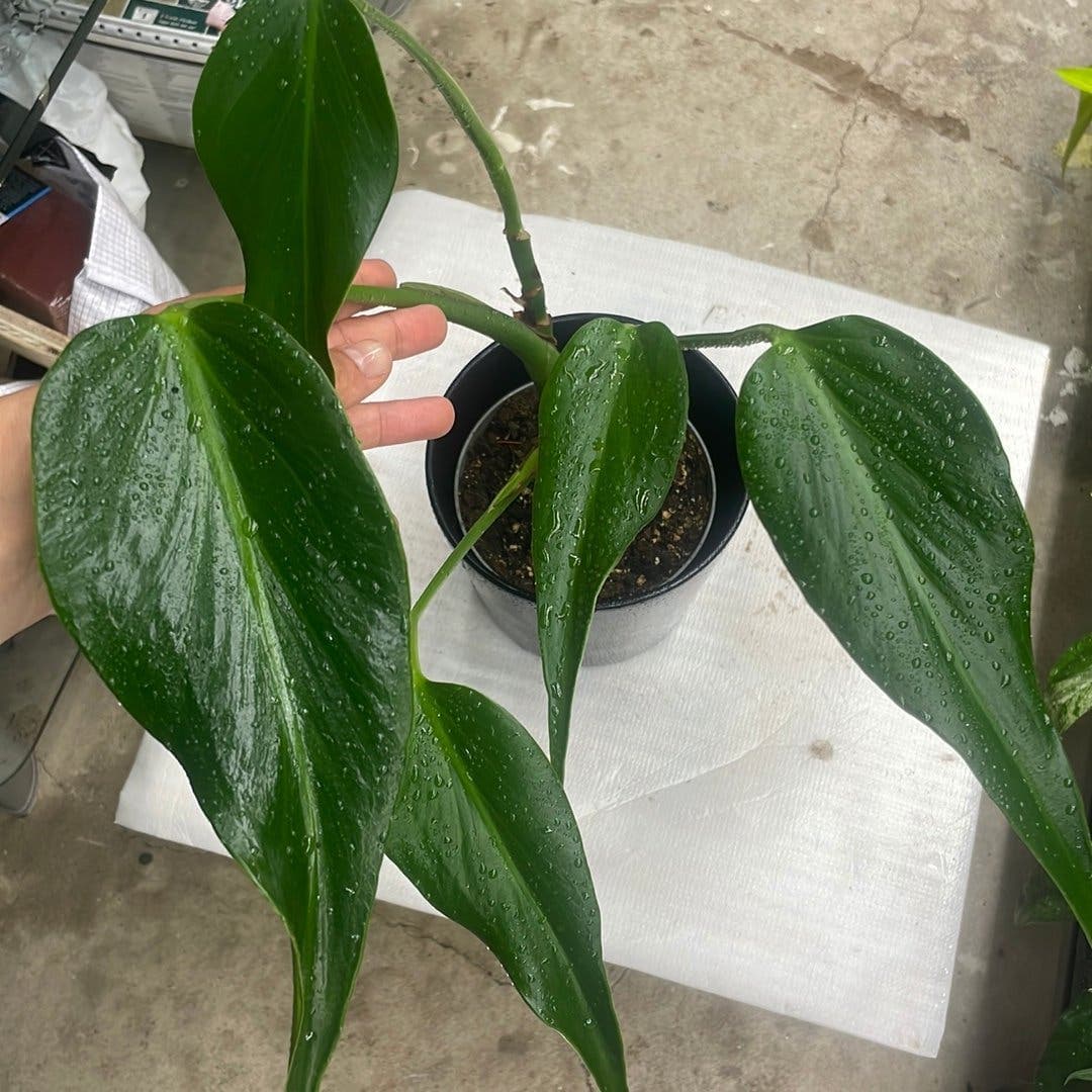 Monstera burle marx flame